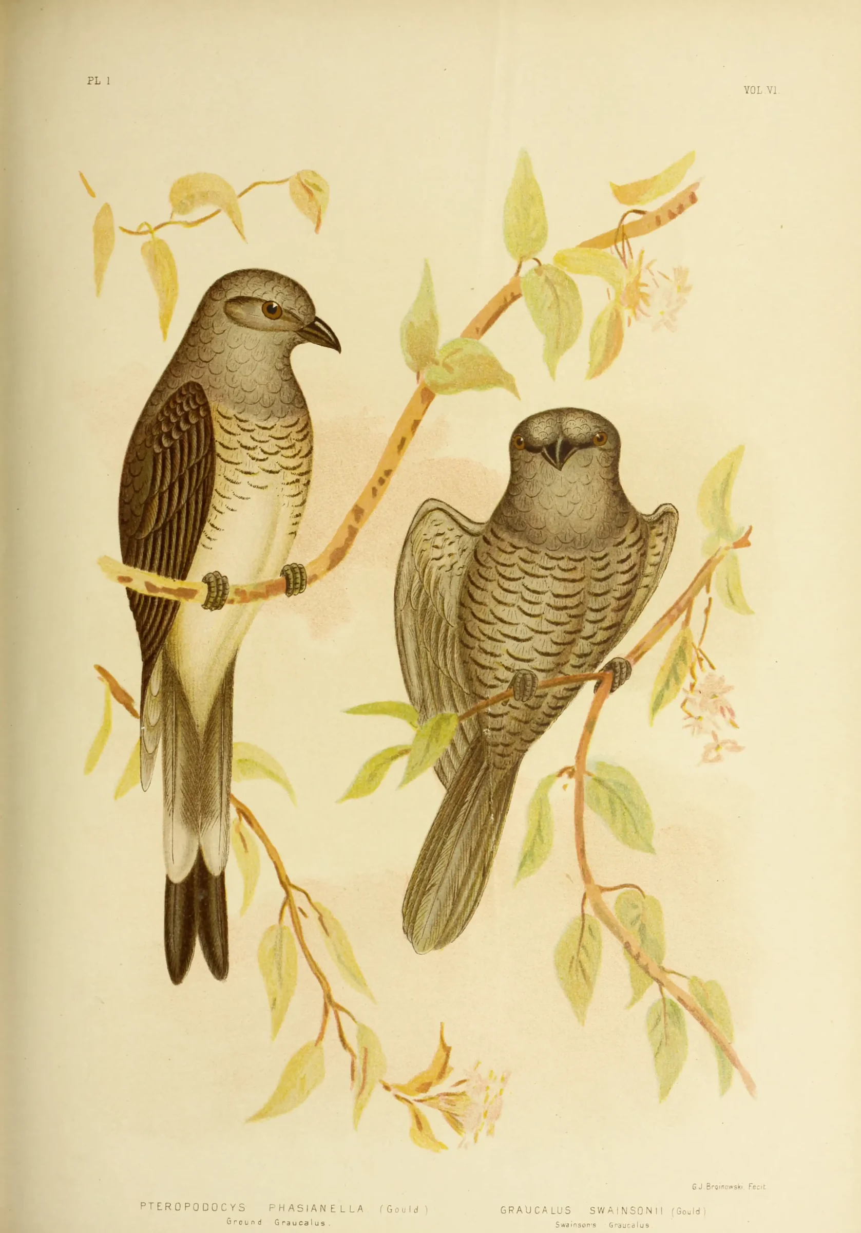 Historical bird plate: Barred Cuckoo-shrike
