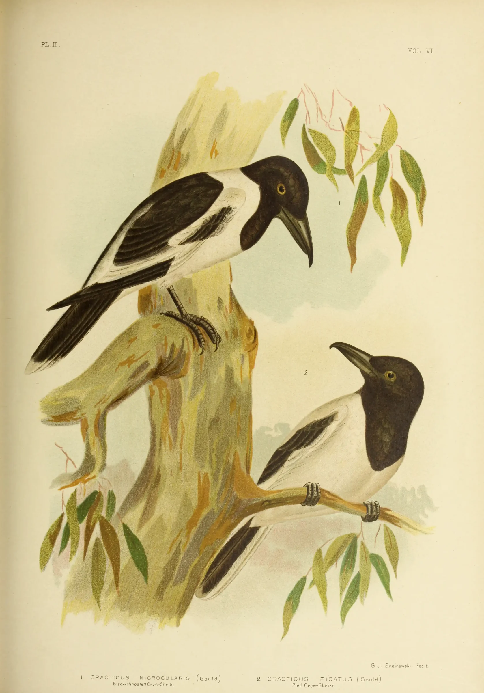 Historical bird plate: Pied Butcherbird