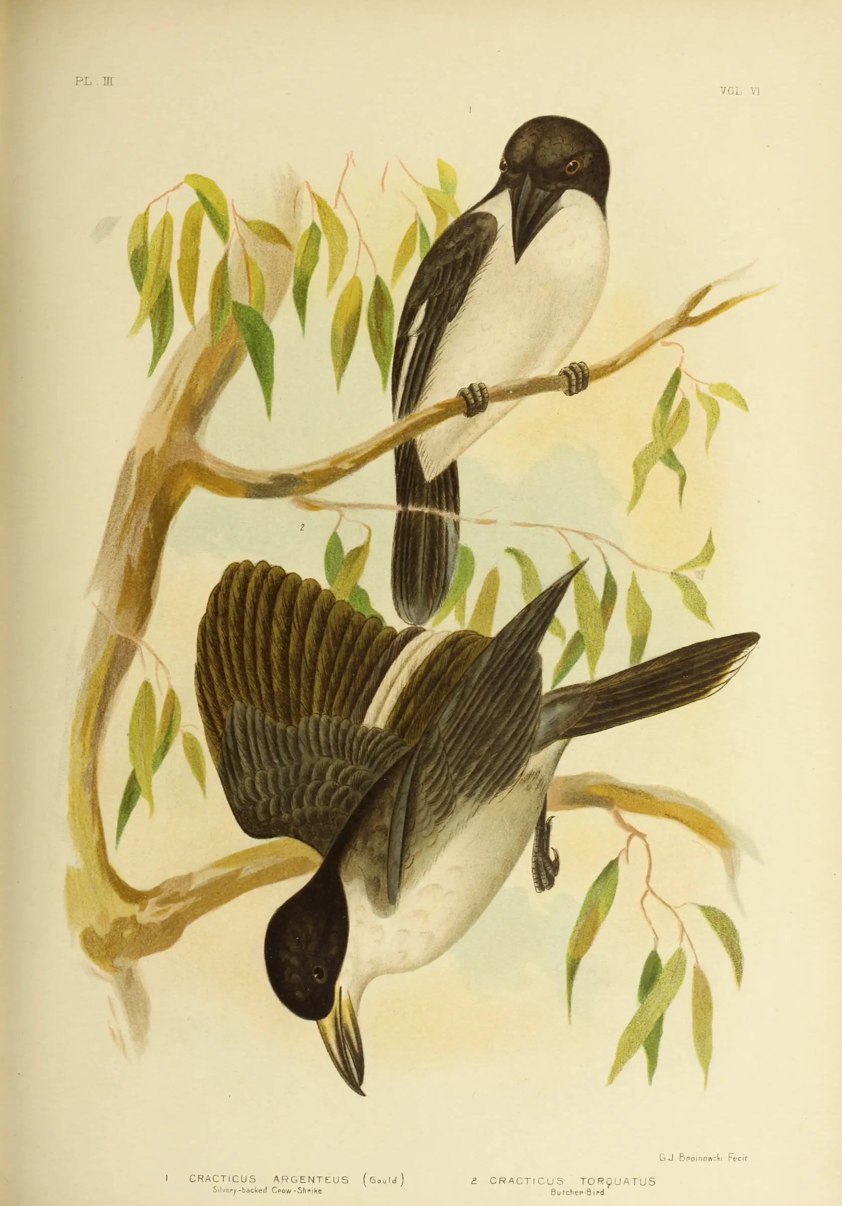 Historical bird plate: Grey Butcherbird
