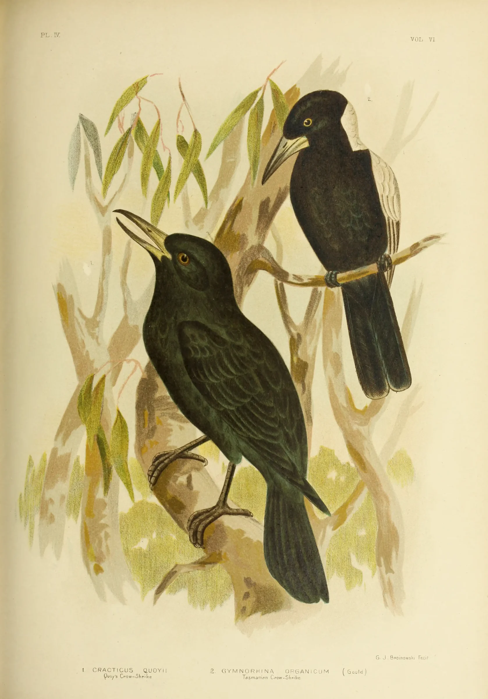 Historical bird plate: Australian Magpie