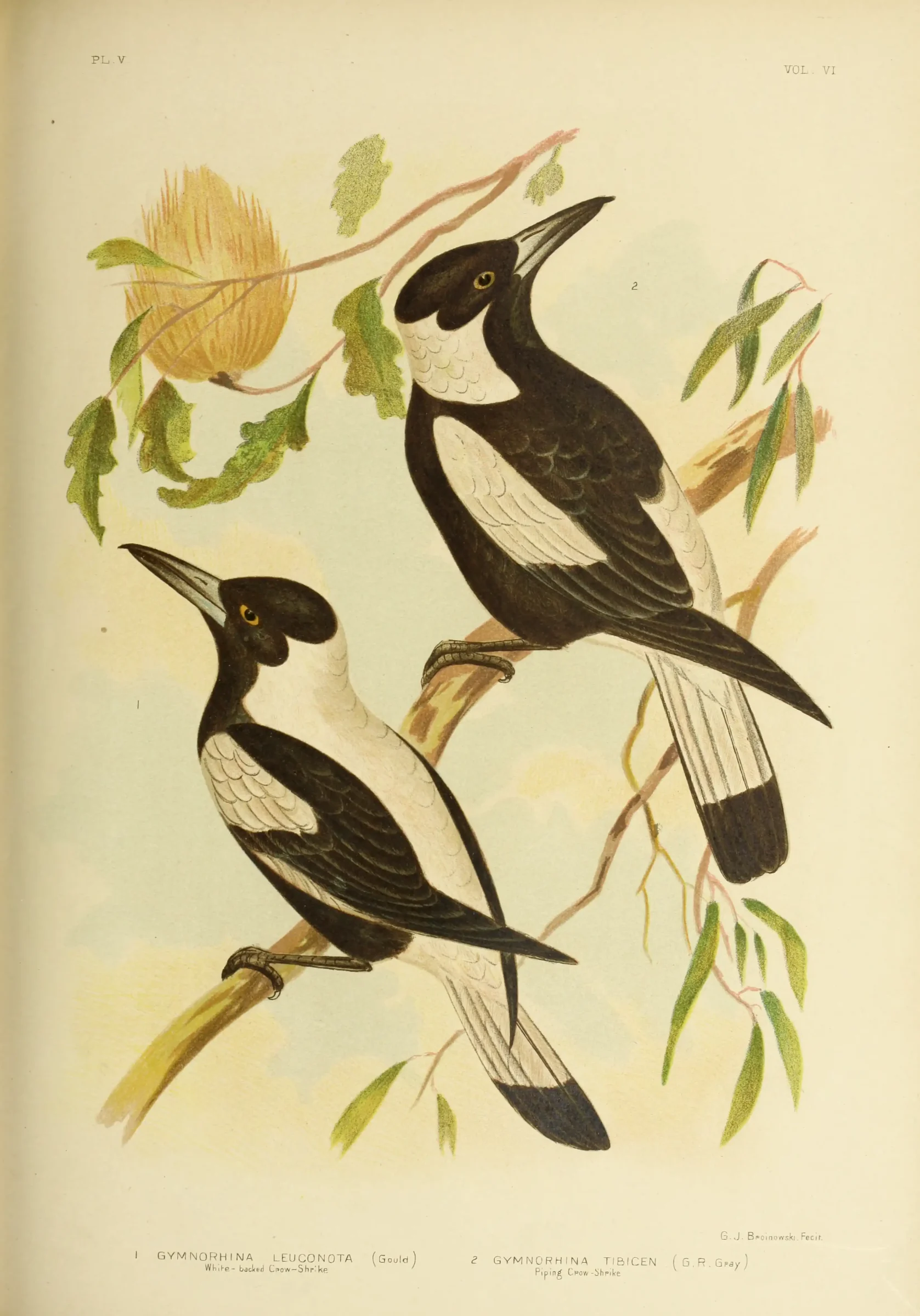 Historical bird plate: Australian Magpie
