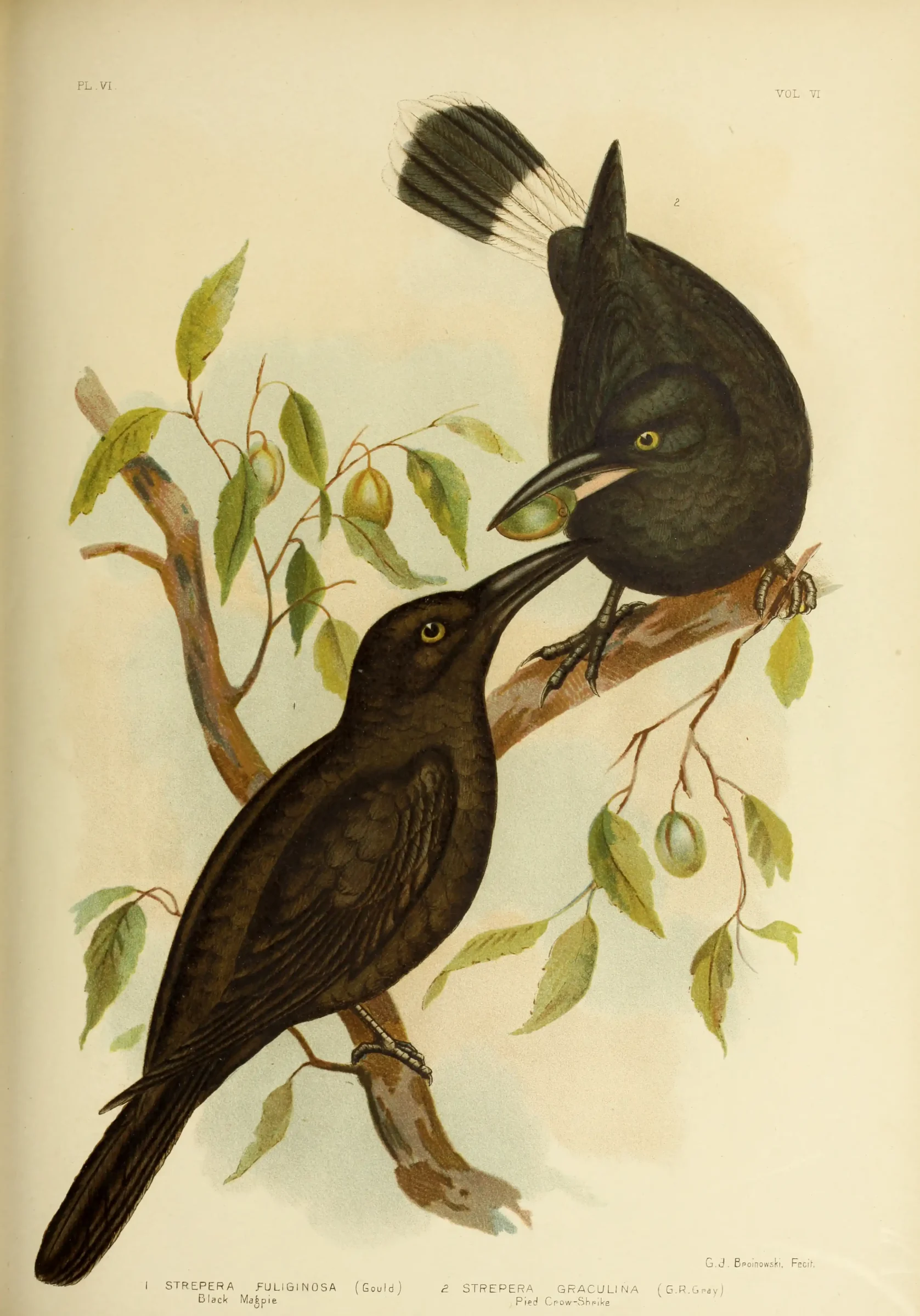 Historical bird plate: Black Currawong