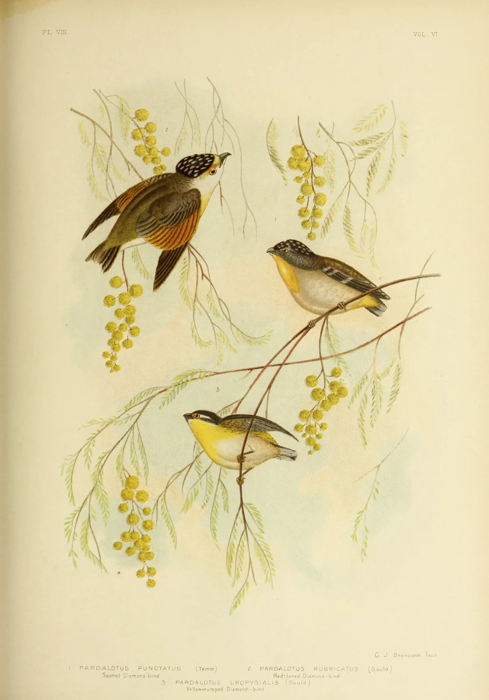 Historical bird plate: Red-browed Pardalote