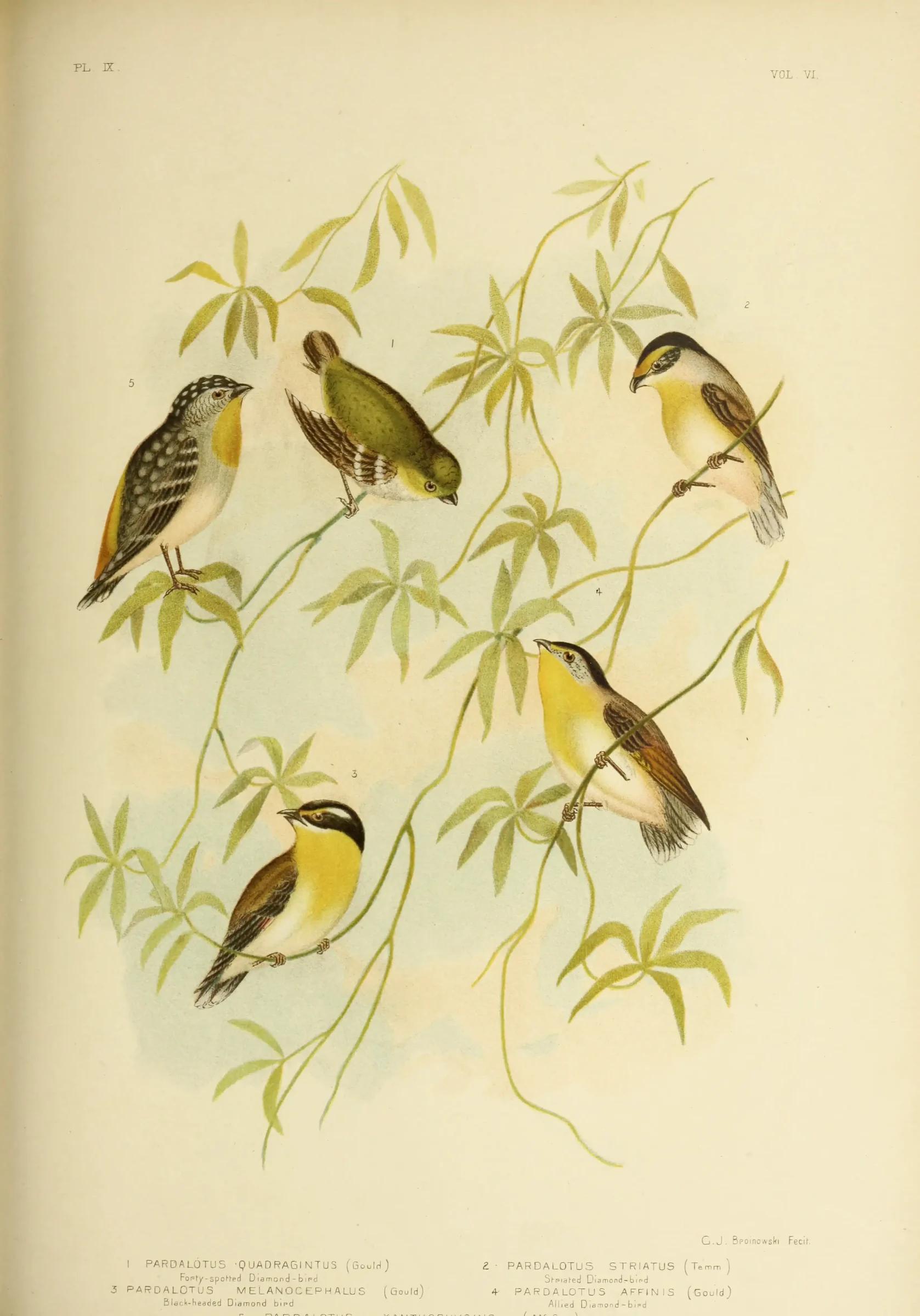 Historical bird plate: Forty-spotted Pardalote