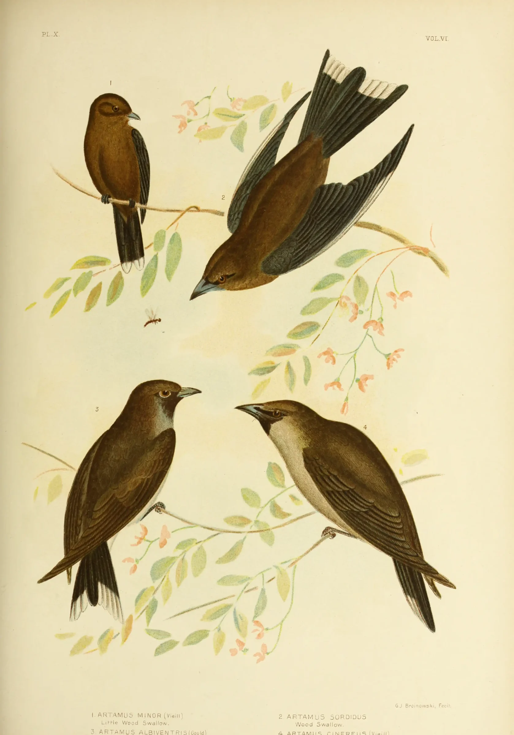 Historical bird plate: Black-faced Woodswallow