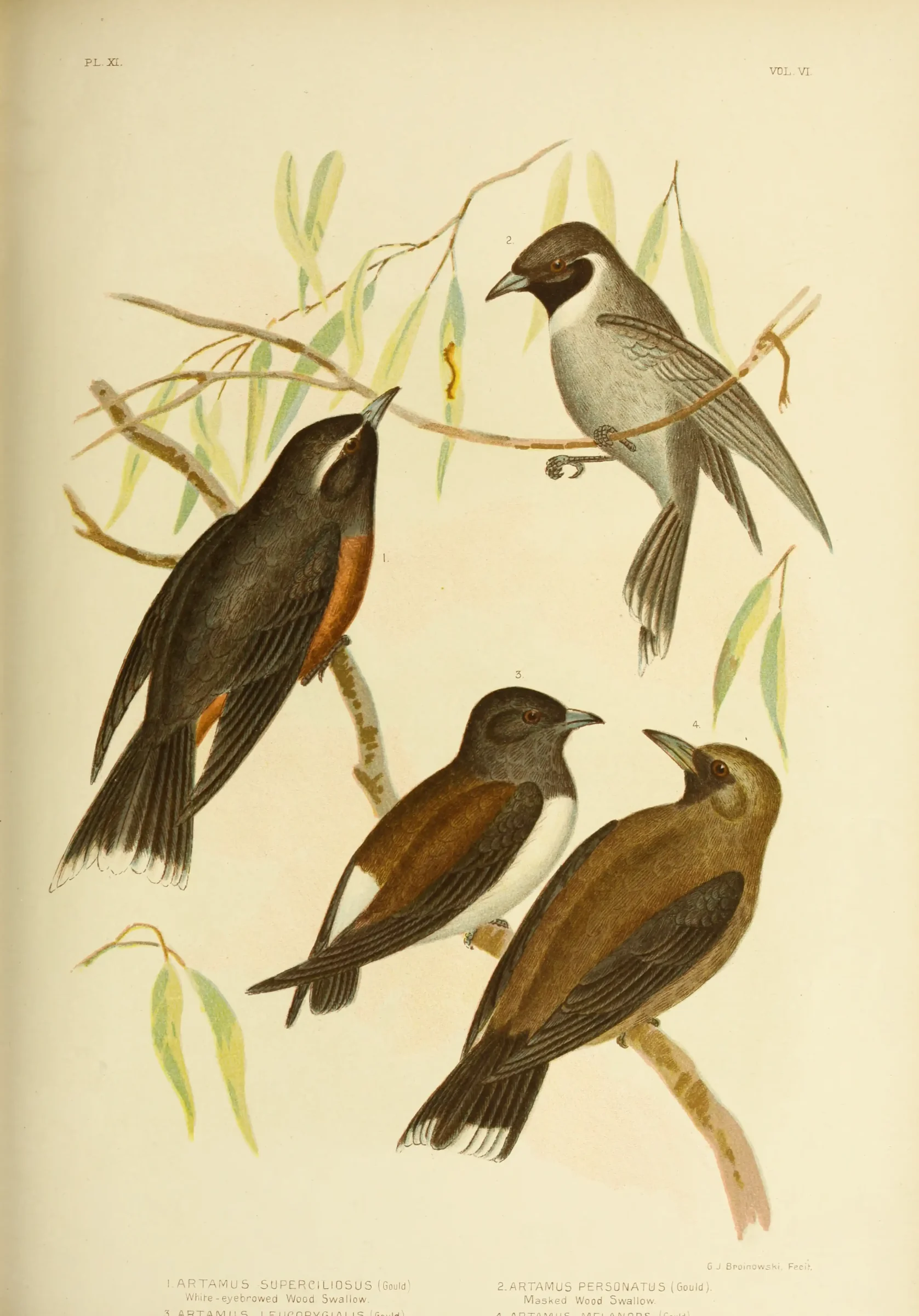 Historical bird plate: Black-faced Woodswallow