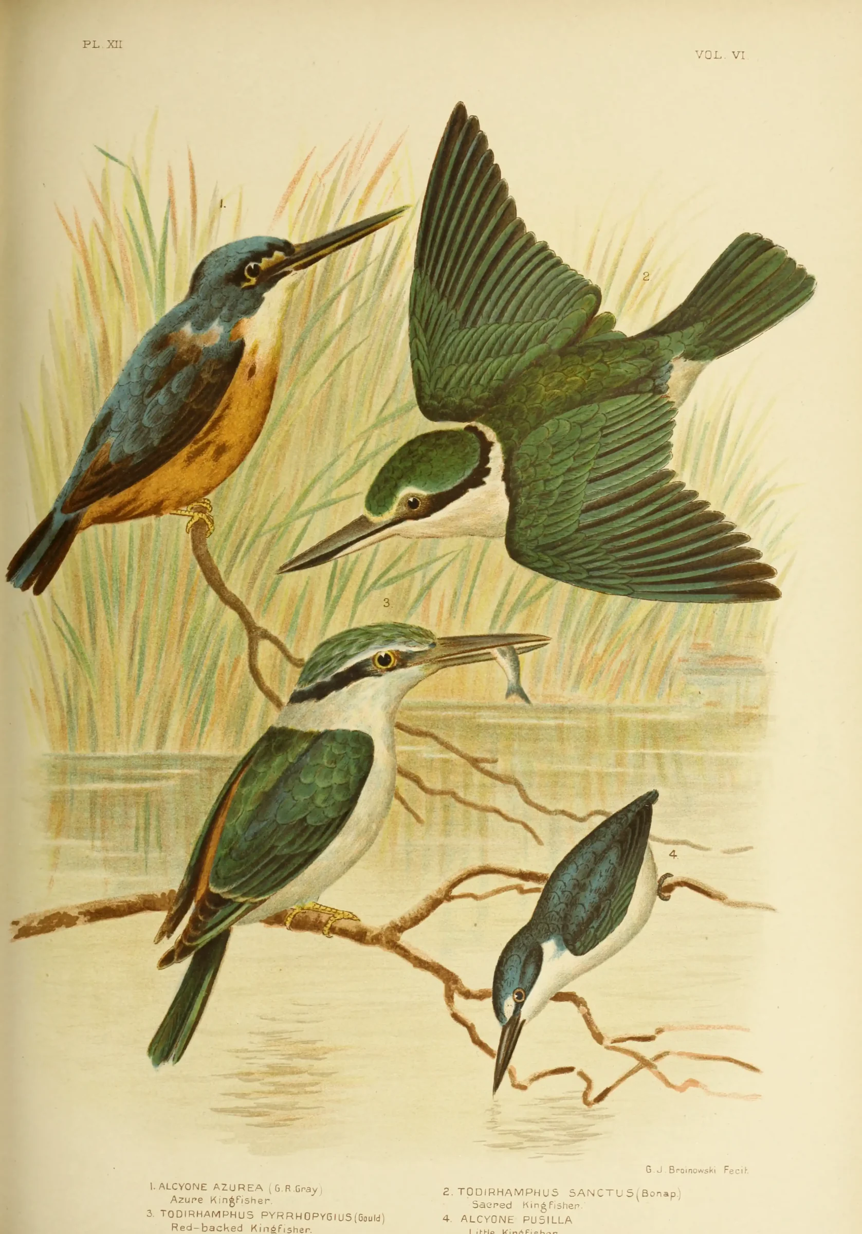 Historical bird plate: Azure Kingfisher
