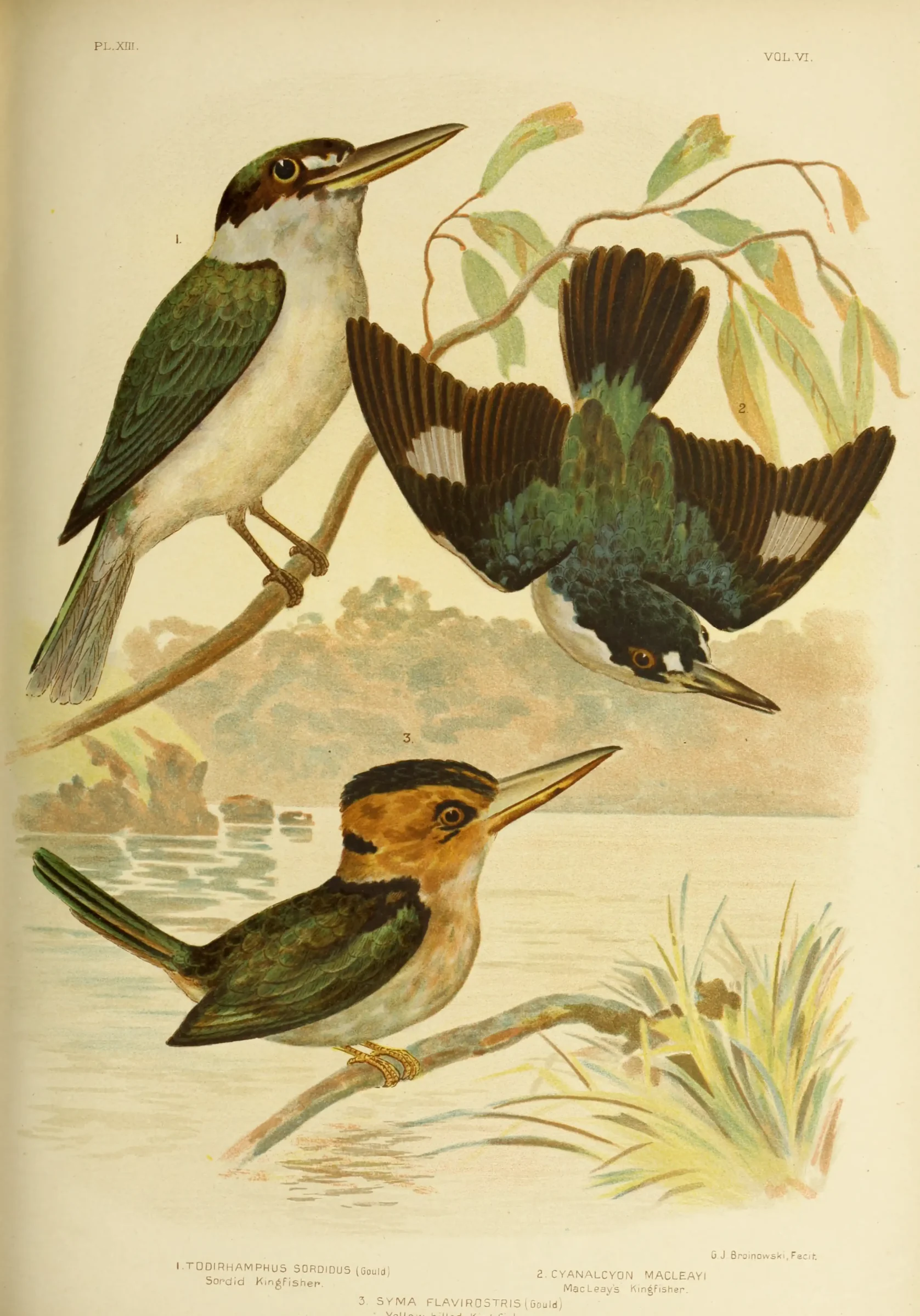 Historical bird plate: Forest Kingfisher