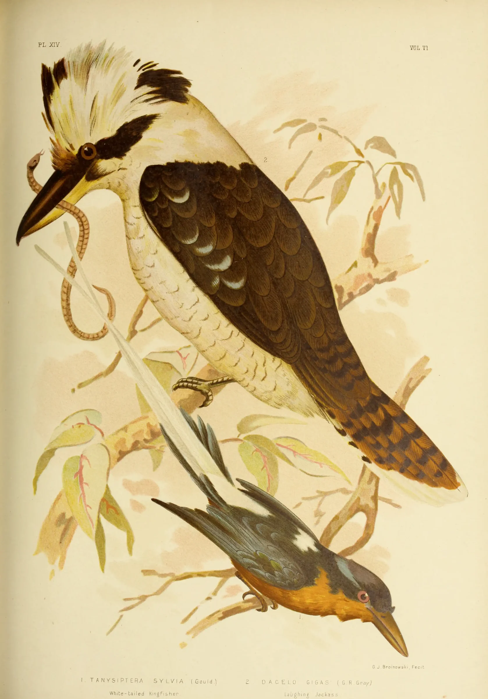 Historical bird plate: Buff-breasted Paradise Kingfisher