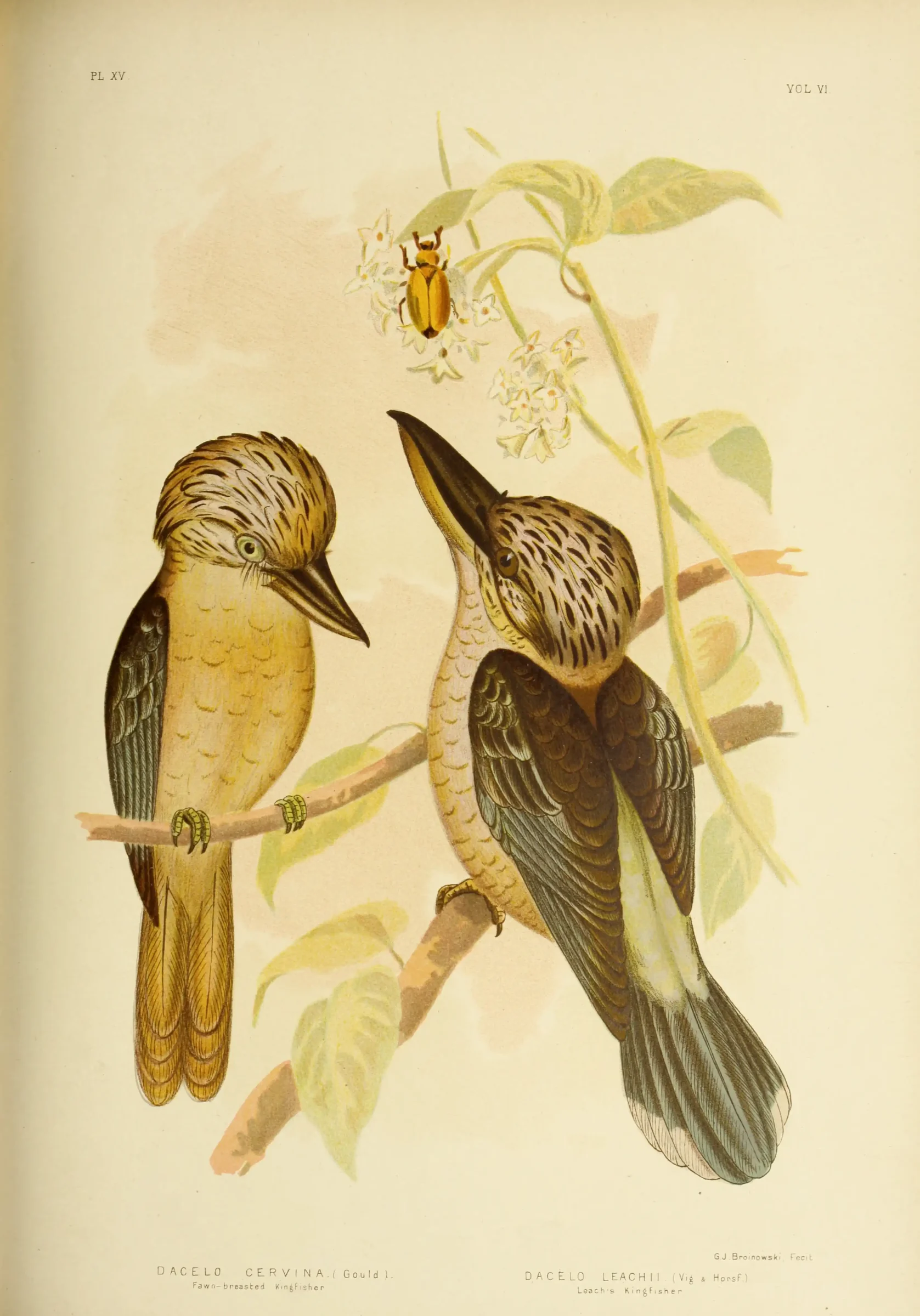 Historical bird plate: Blue-winged Kookaburra