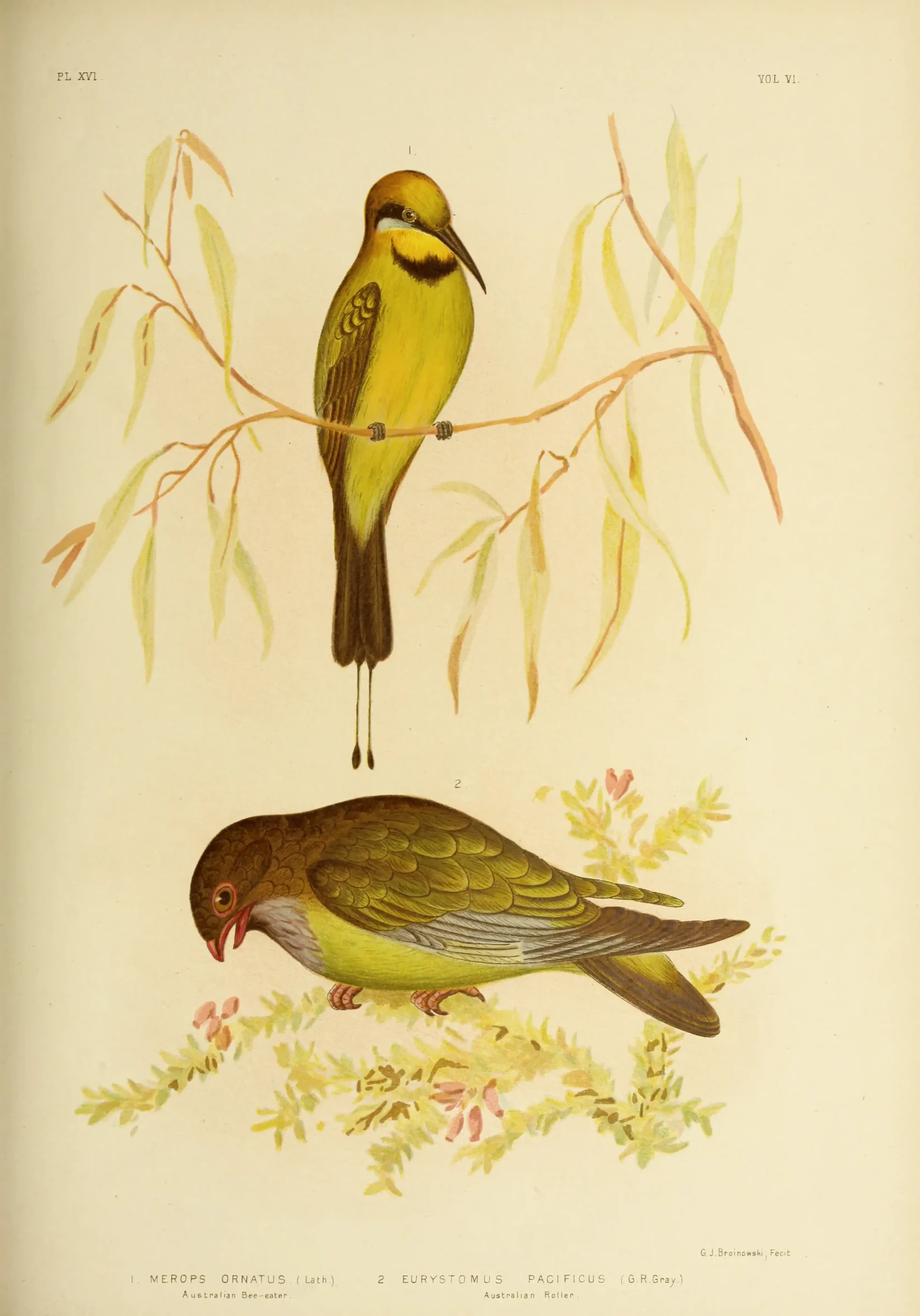 Historical bird plate: Oriental Dollarbird