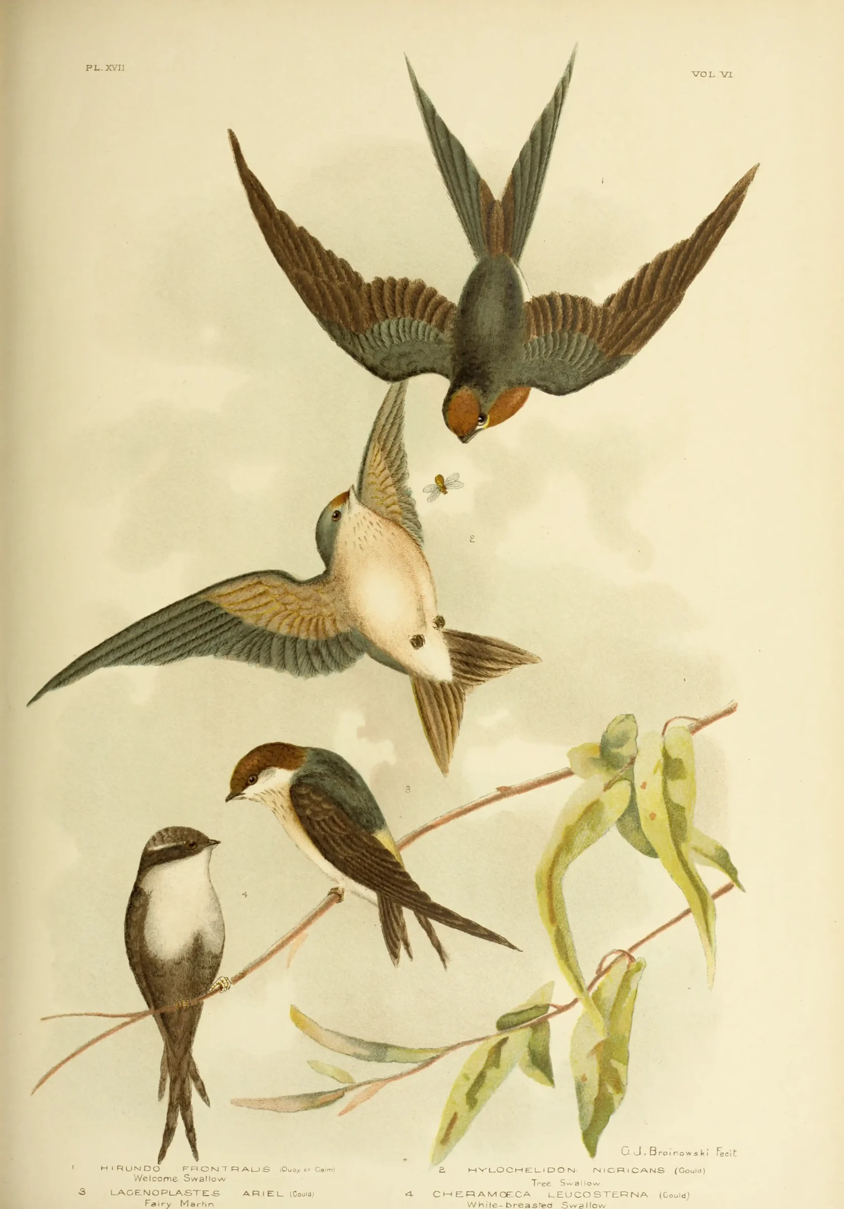 Historical bird plate: Fairy Martin