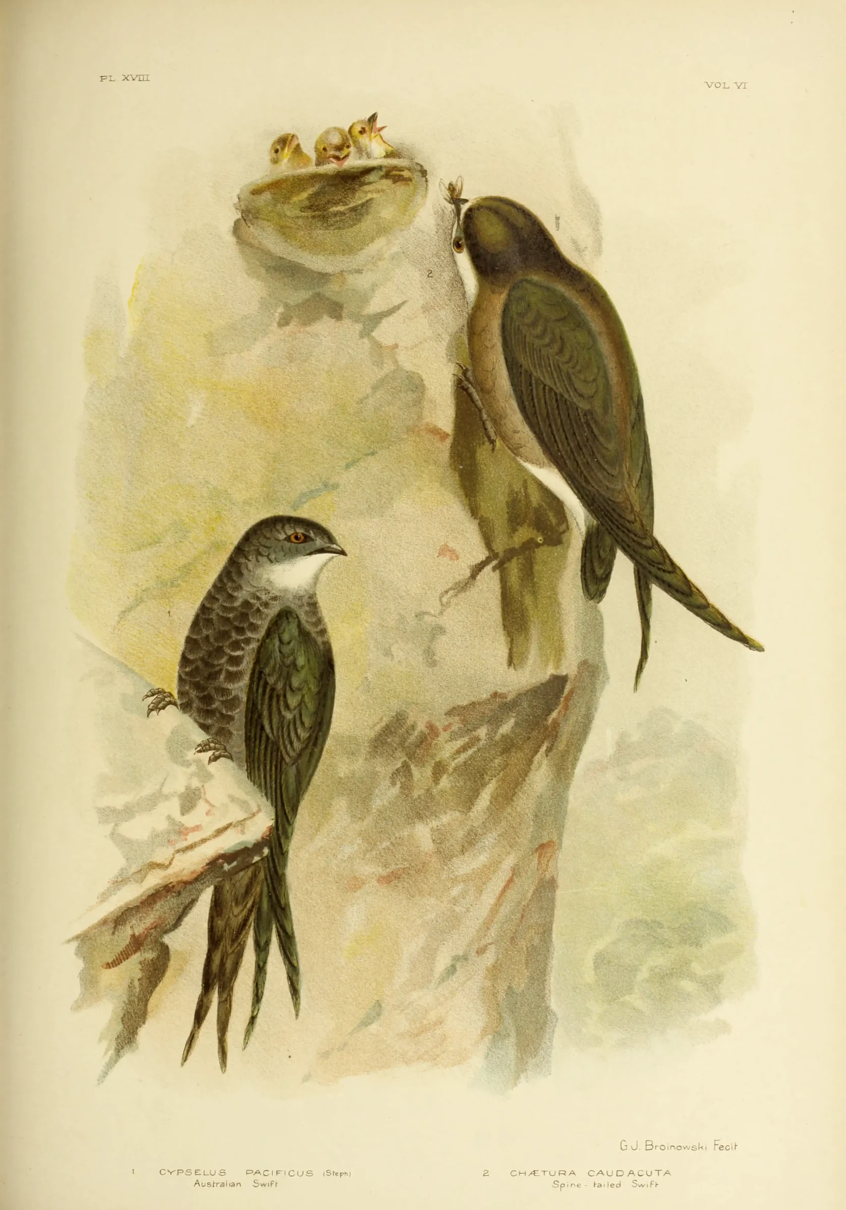 Historical bird plate: Fork-tailed Swift