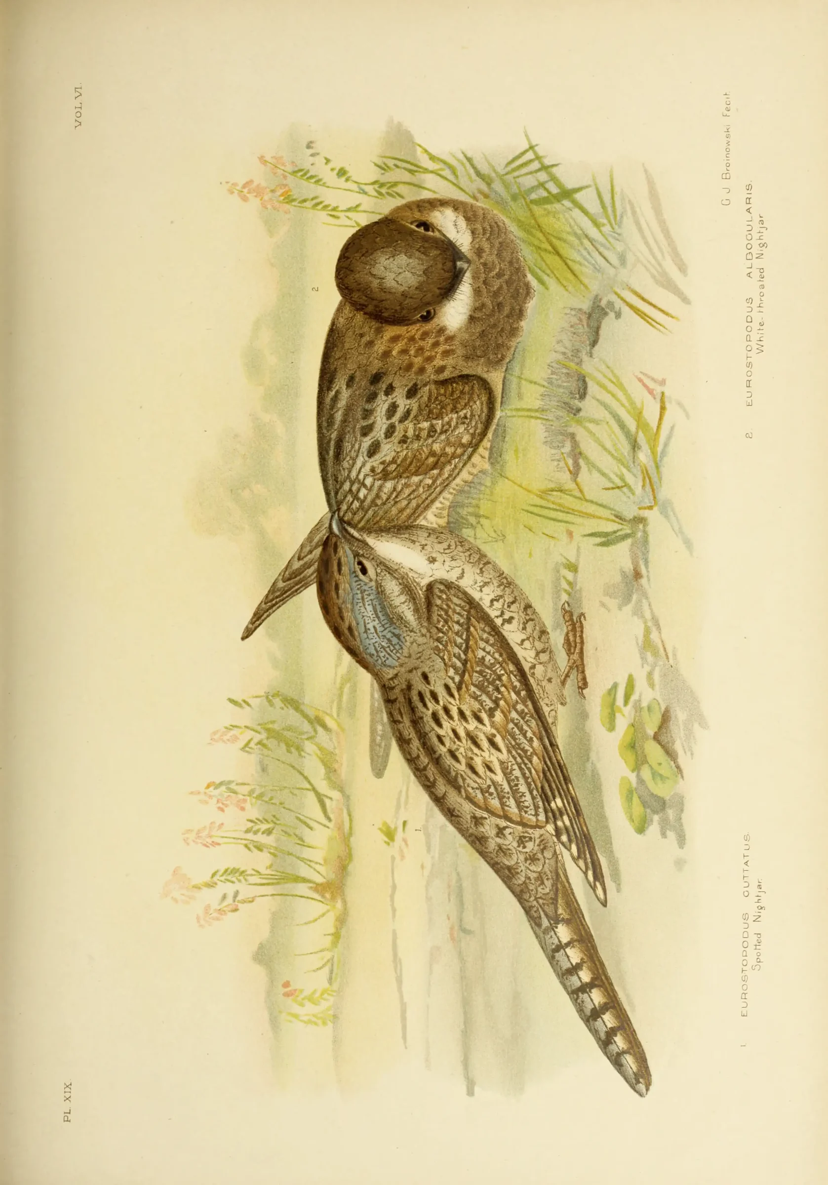 Historical bird plate: Spotted Nightjar