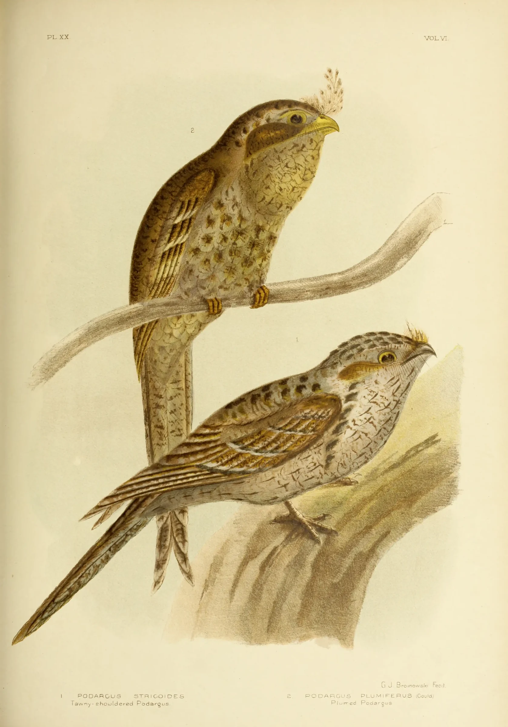 Historical bird plate: Marbled Frogmouth