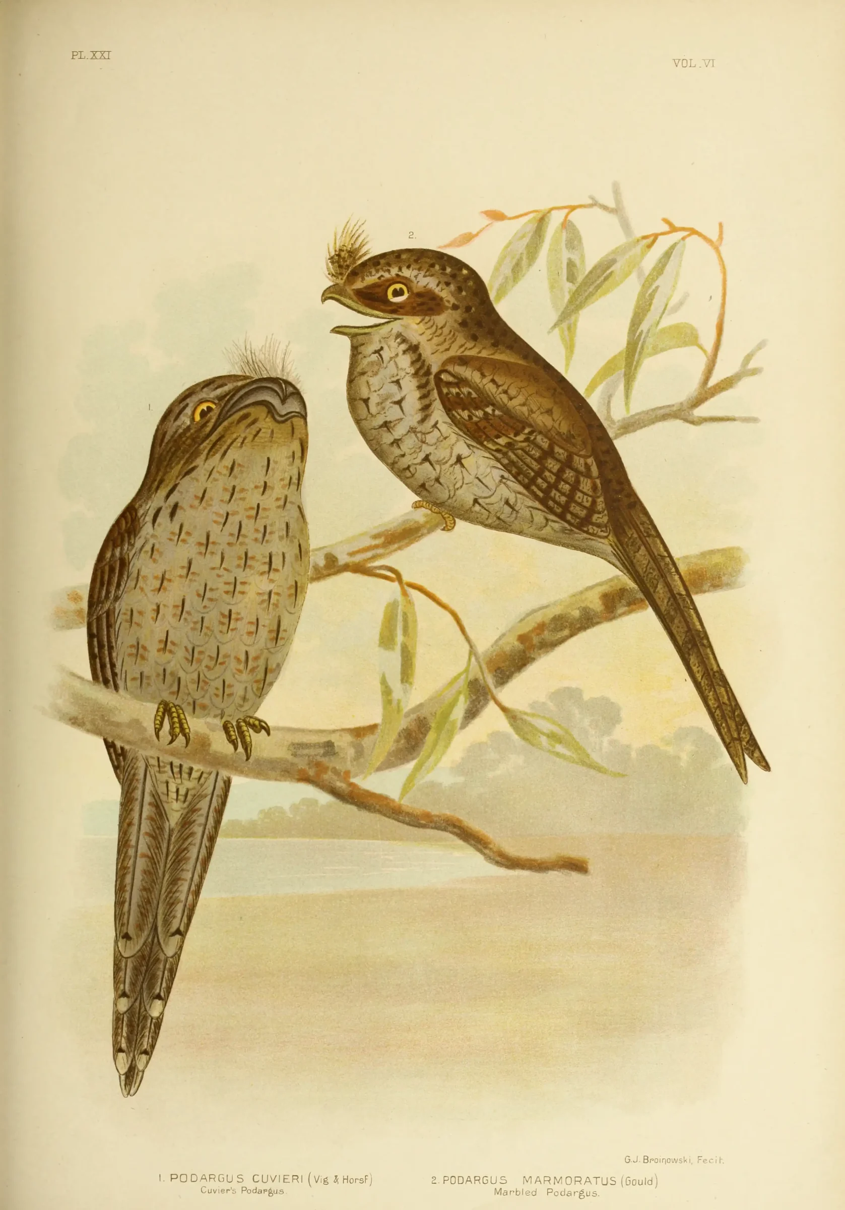 Historical bird plate: Marbled Frogmouth