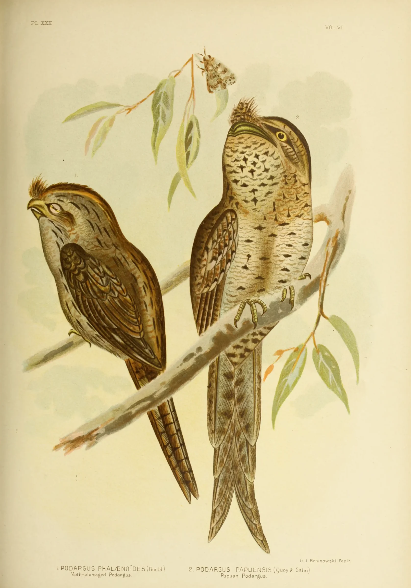 Historical bird plate: Papuan Frogmouth