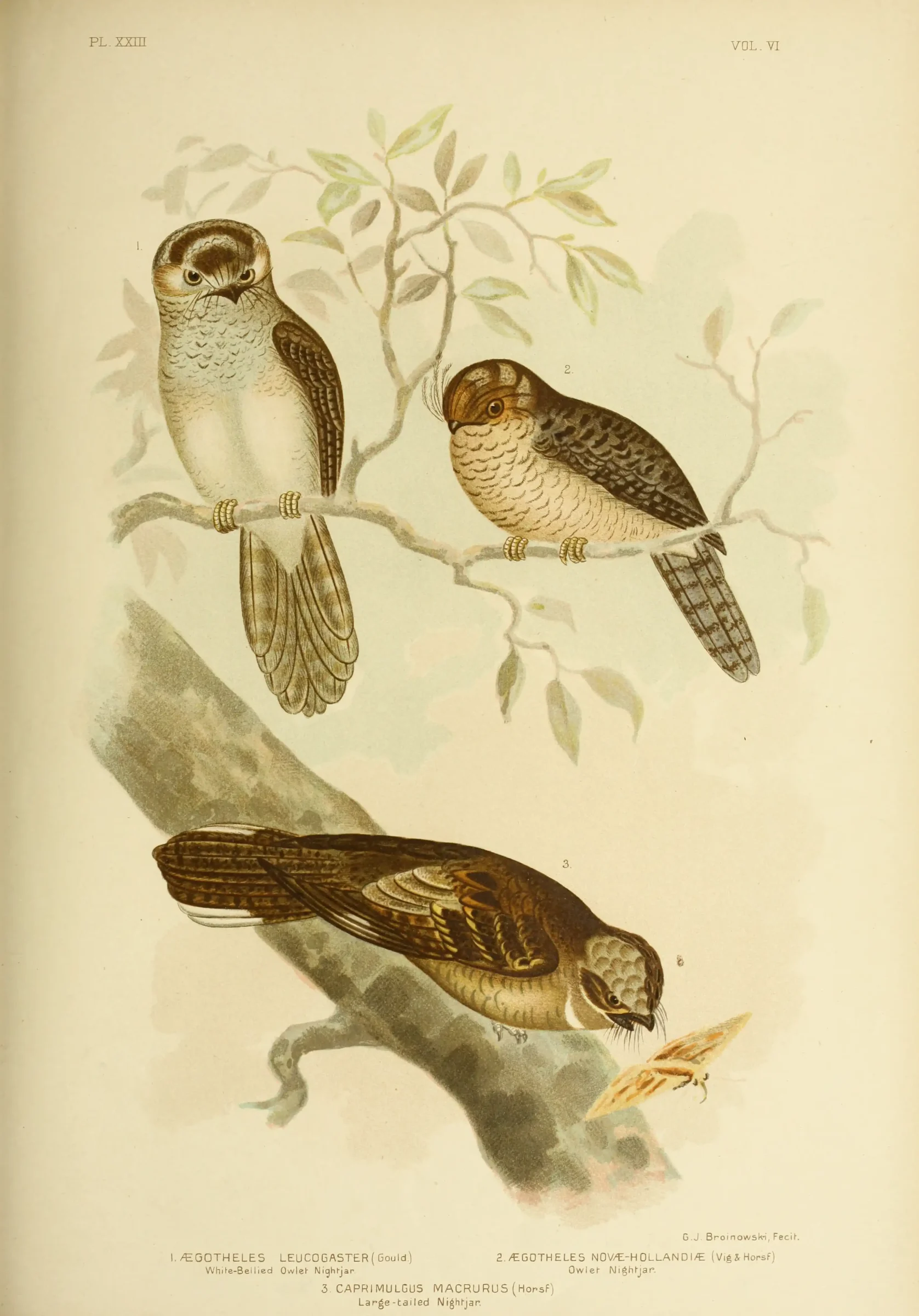 Historical bird plate: Australian Owlet-nightjar