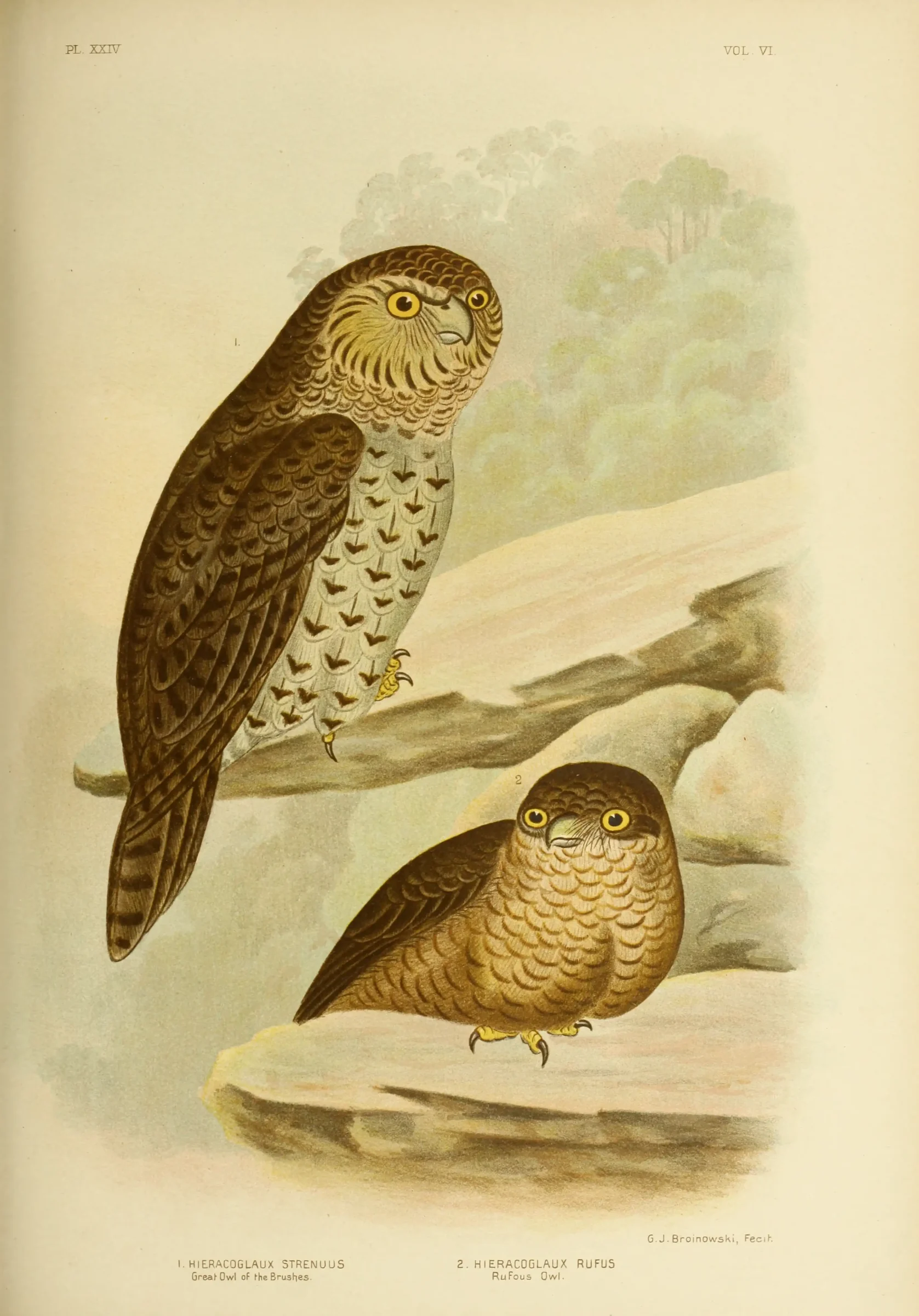 Historical bird plate: Powerful Owl