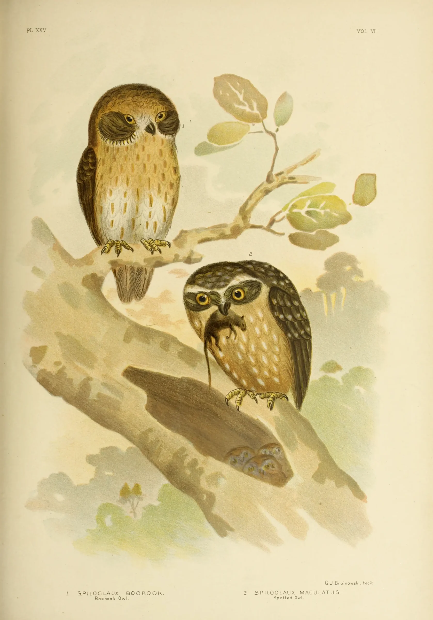 Historical bird plate: Australian Boobook
