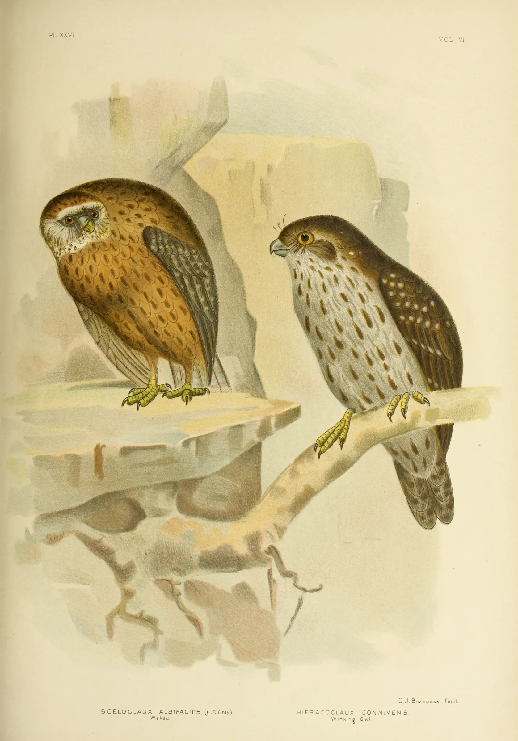 Historical bird plate: Barking Owl