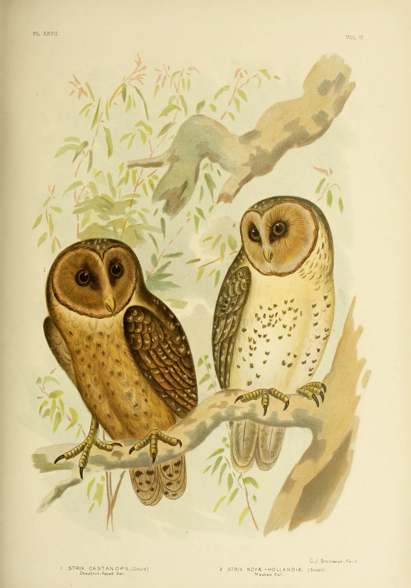 Historical bird plate: Masked Owl