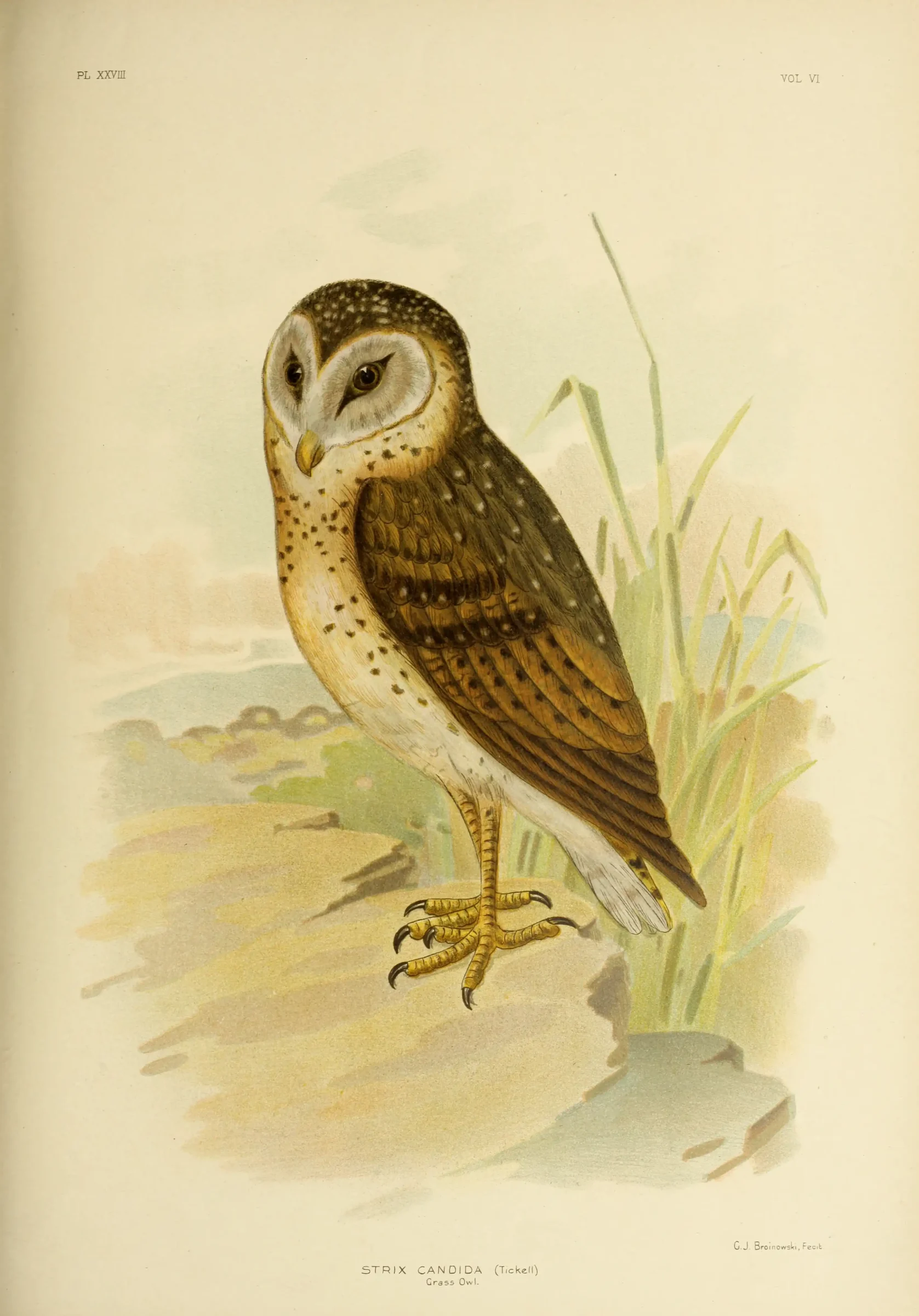 Historical bird plate: Eastern Grass Owl