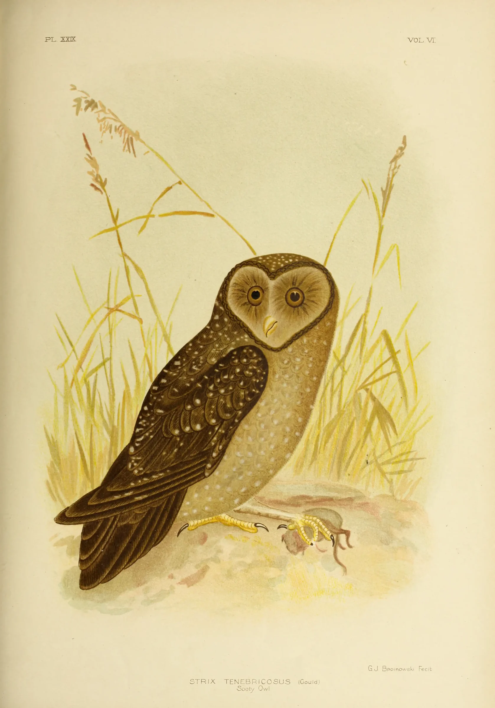 Historical bird plate: Sooty Owl