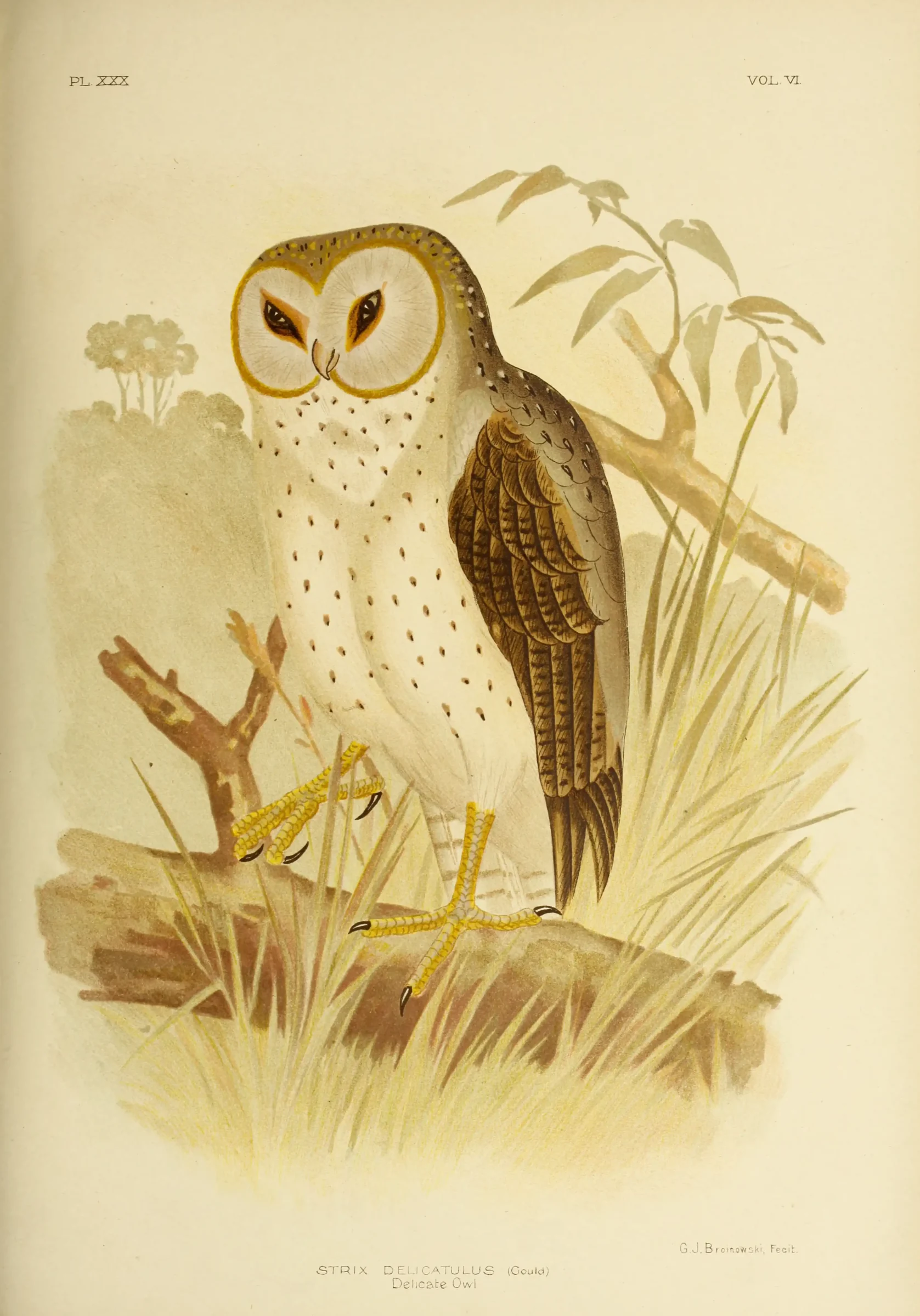 Historical bird plate: Eastern Barn Owl