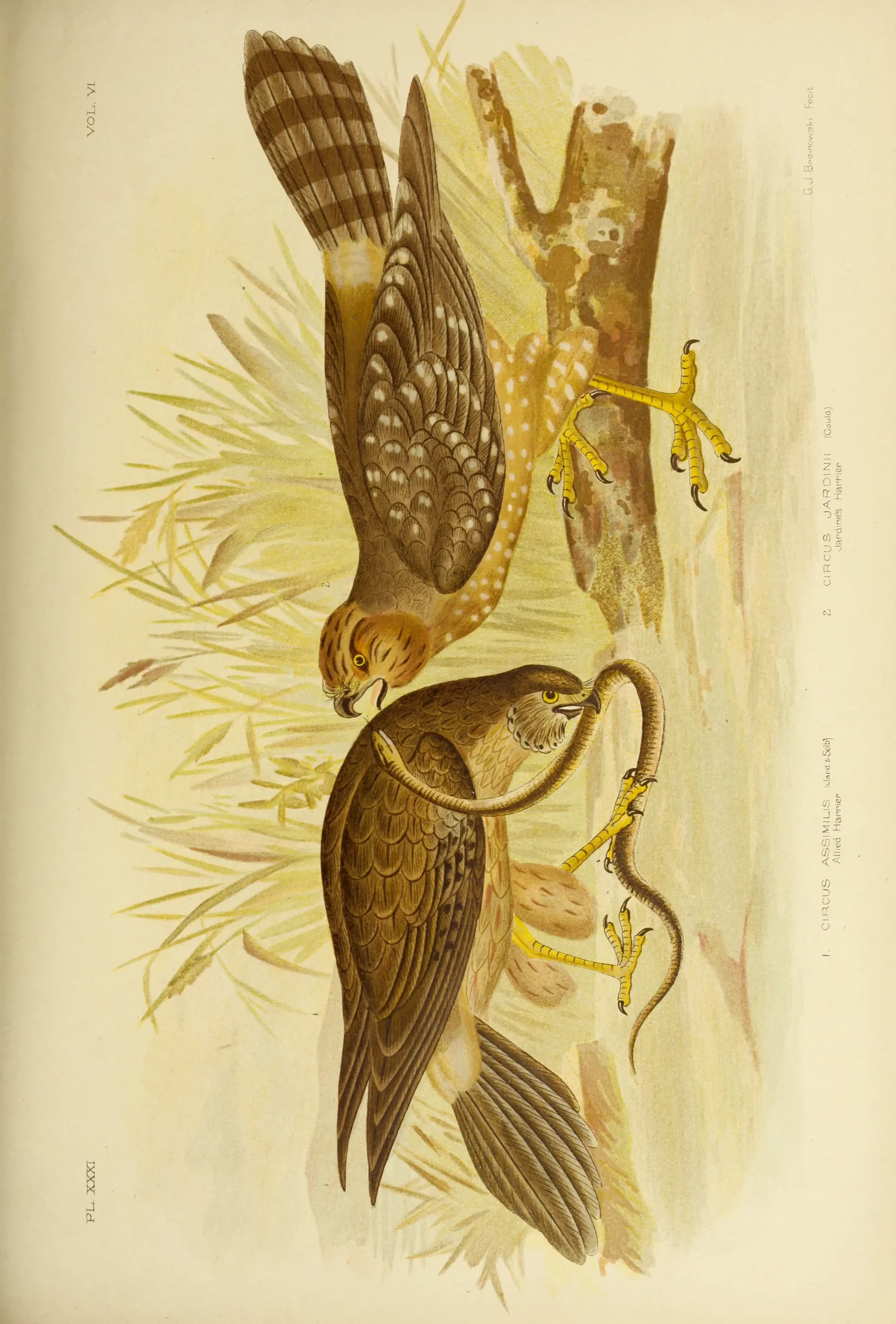 Historical bird plate: Spotted Harrier