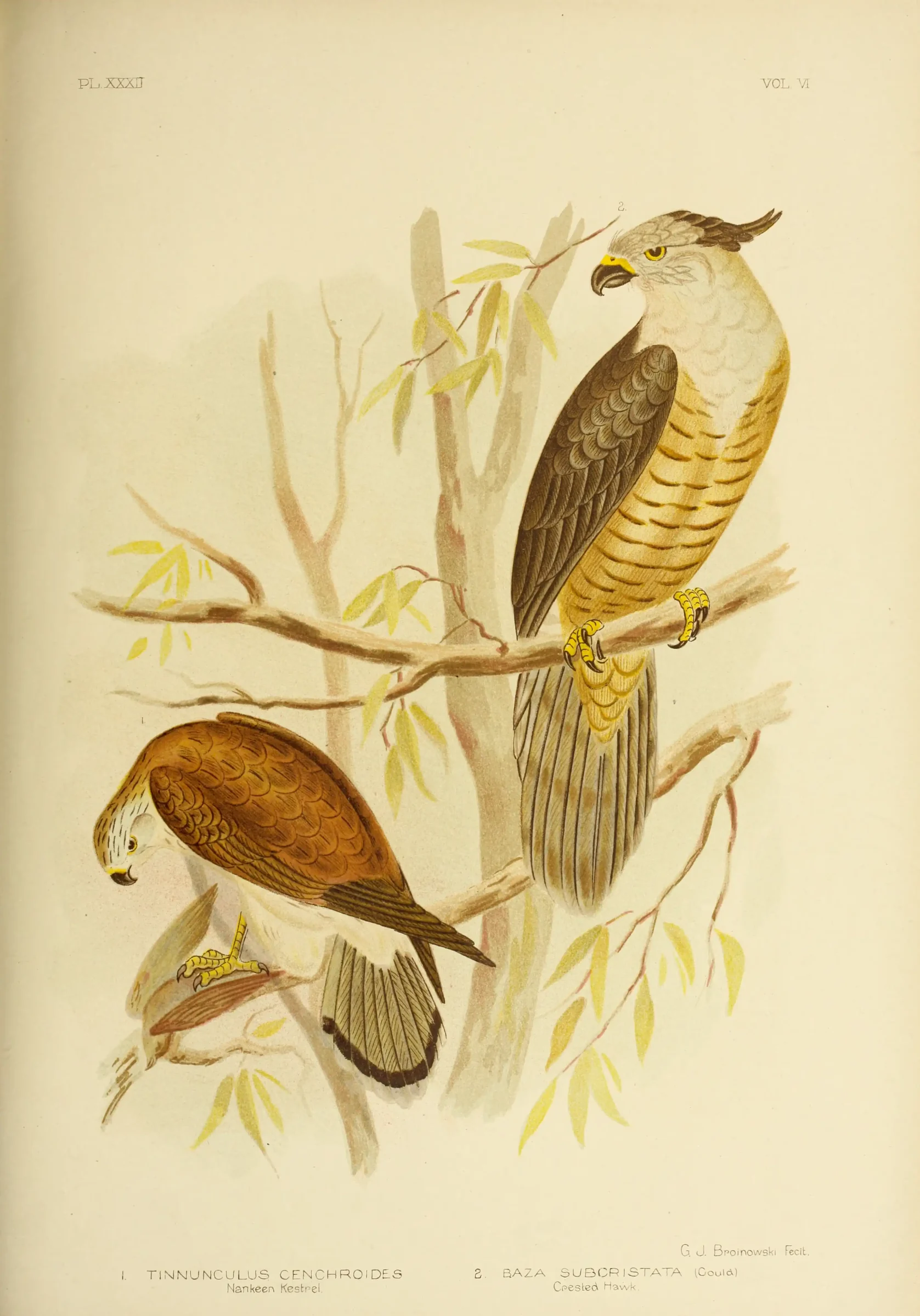 Historical bird plate: Nankeen Kestrel