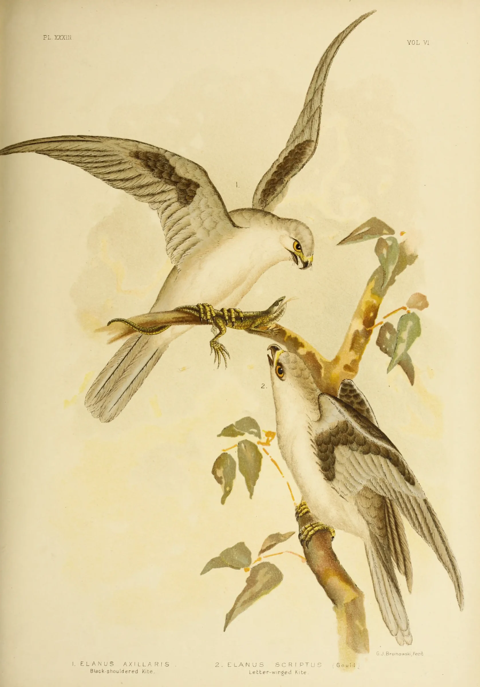 Historical bird plate: Black-shouldered Kite