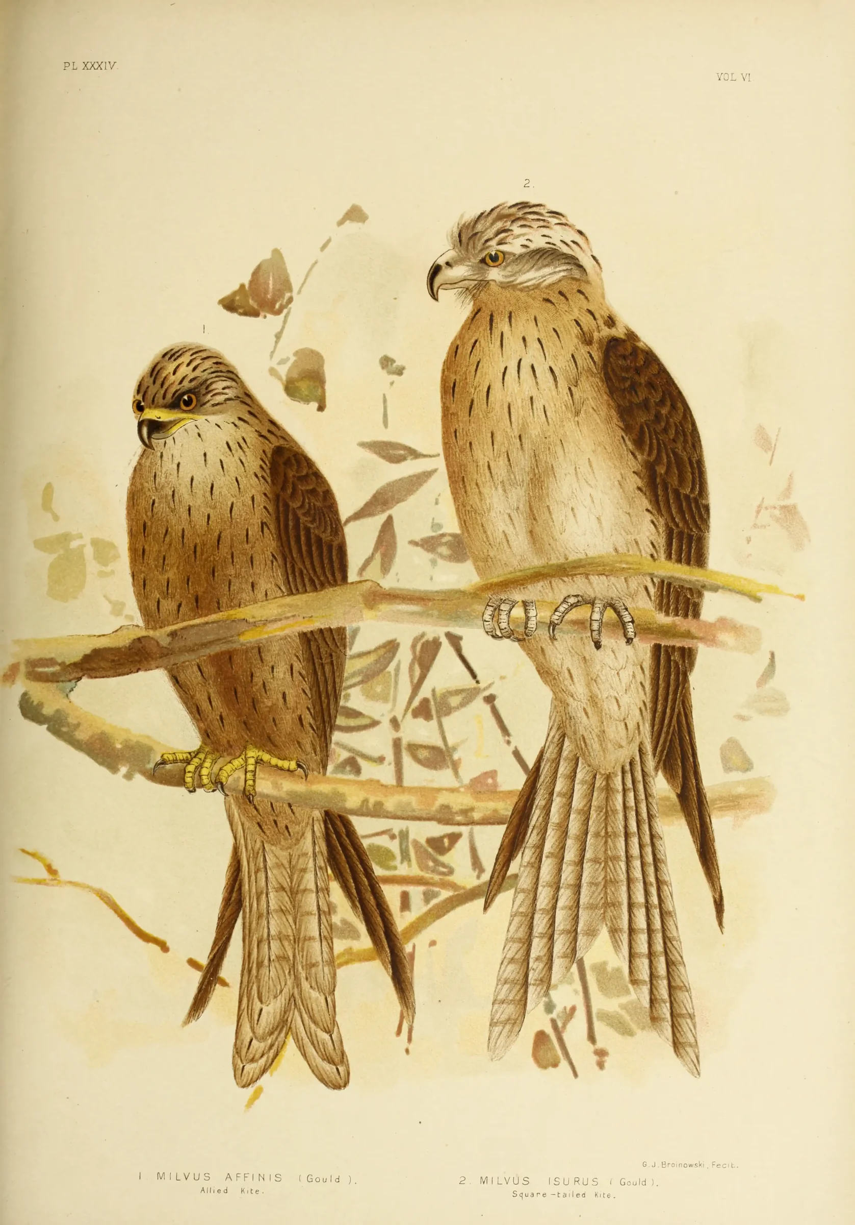 Historical bird plate: Black Kite