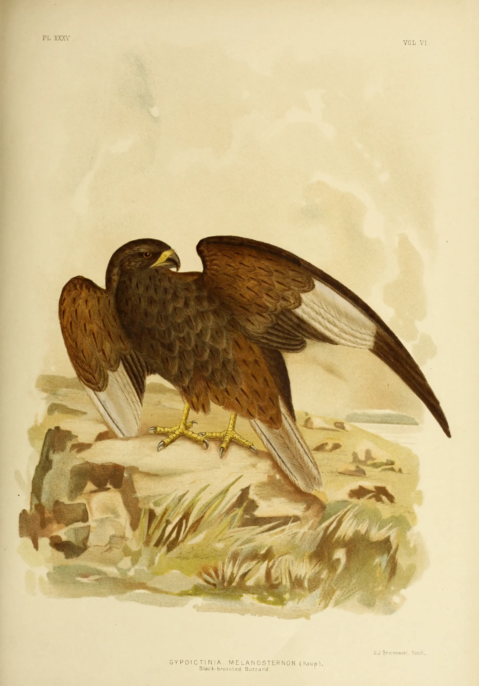 Historical bird plate: Black-breasted Buzzard