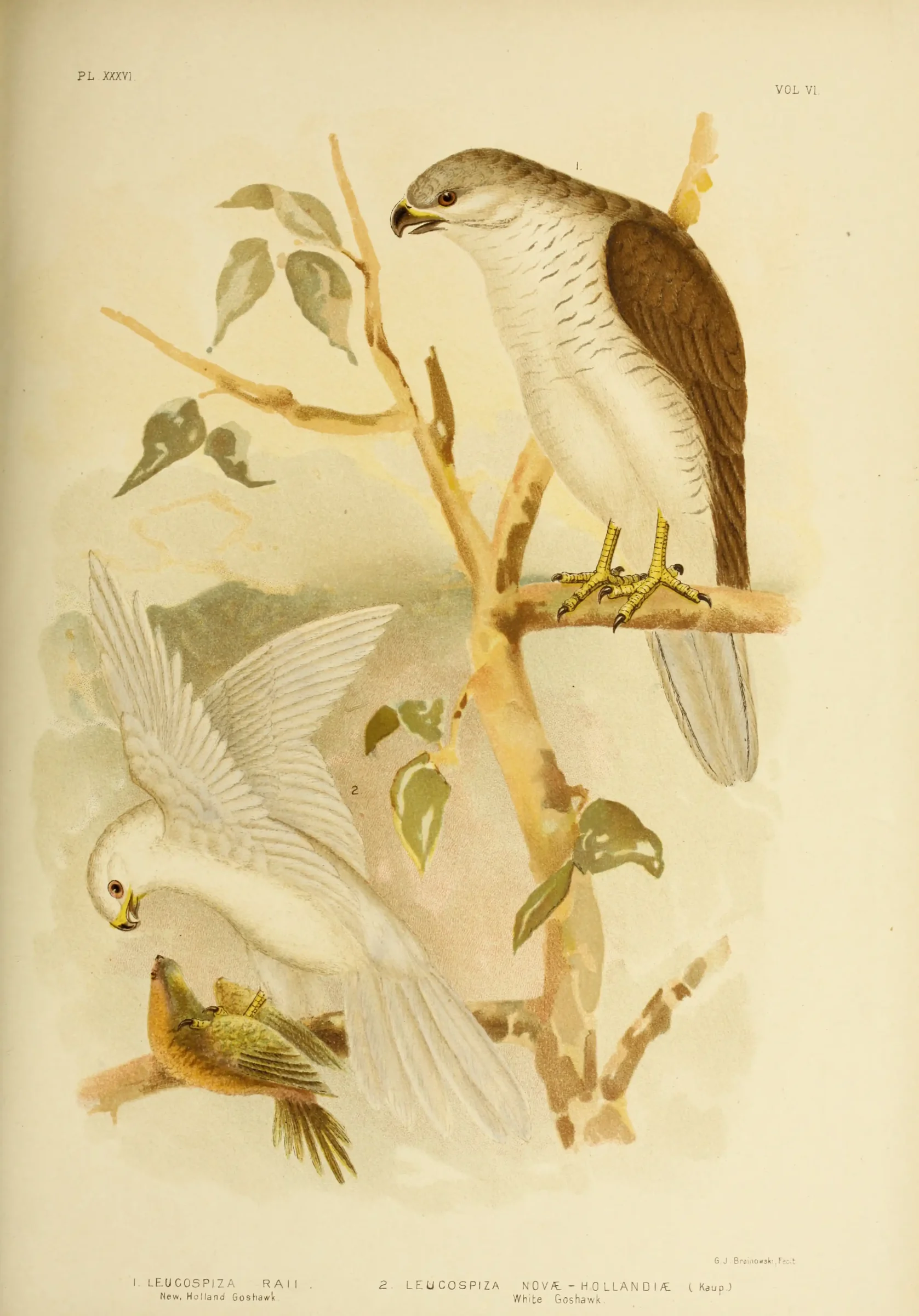 Historical bird plate: Grey Goshawk