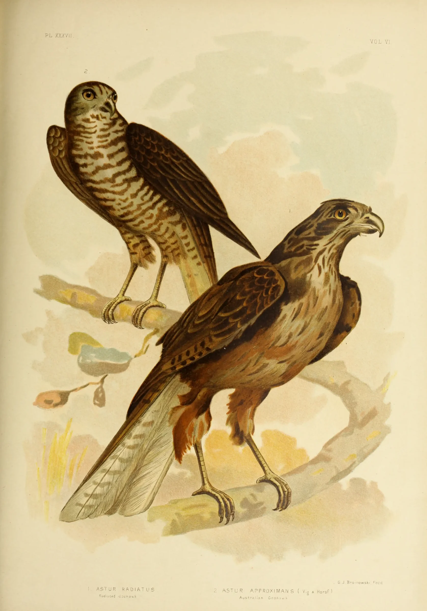 Historical bird plate: Brown Goshawk