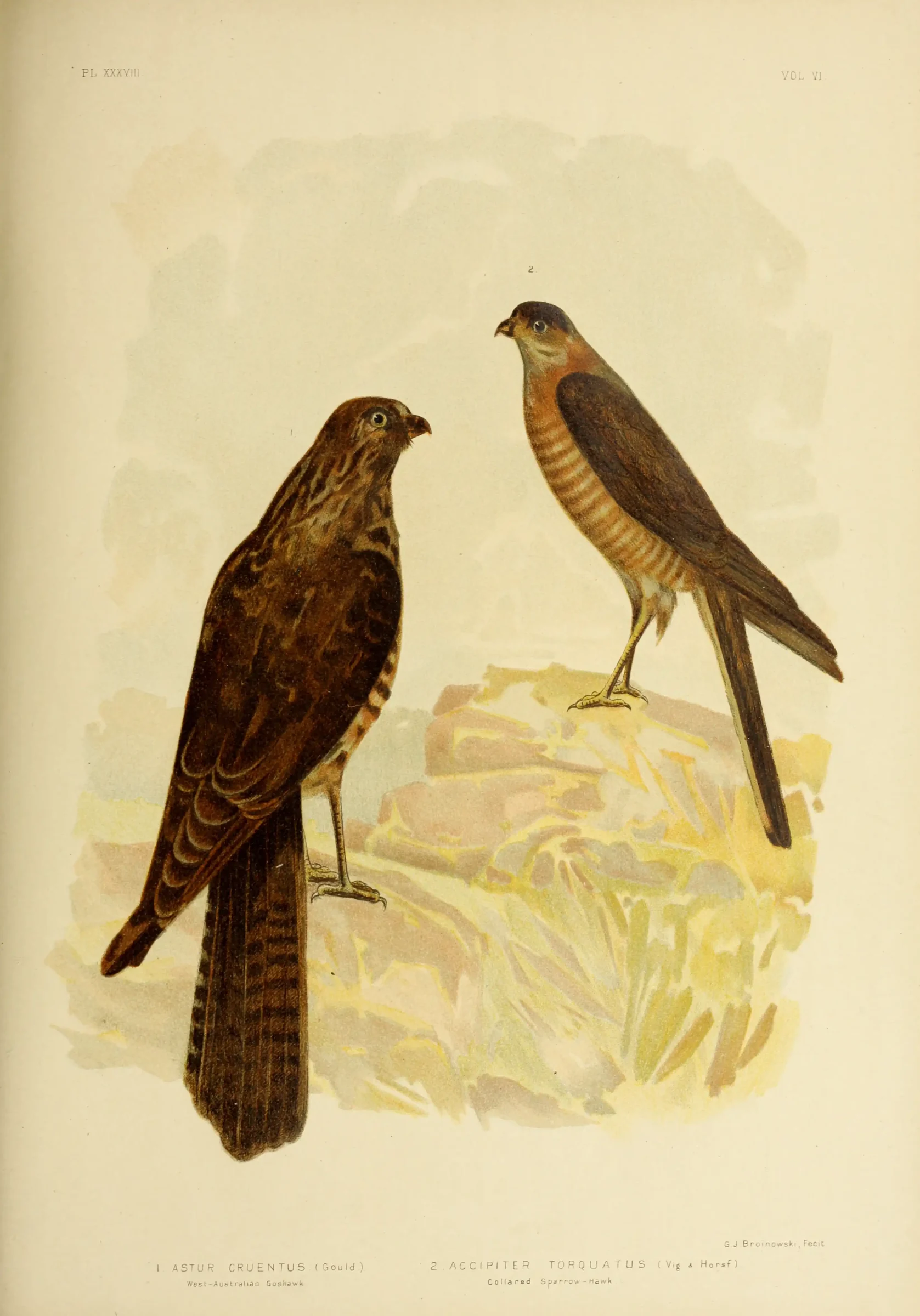 Historical bird plate: Brown Goshawk