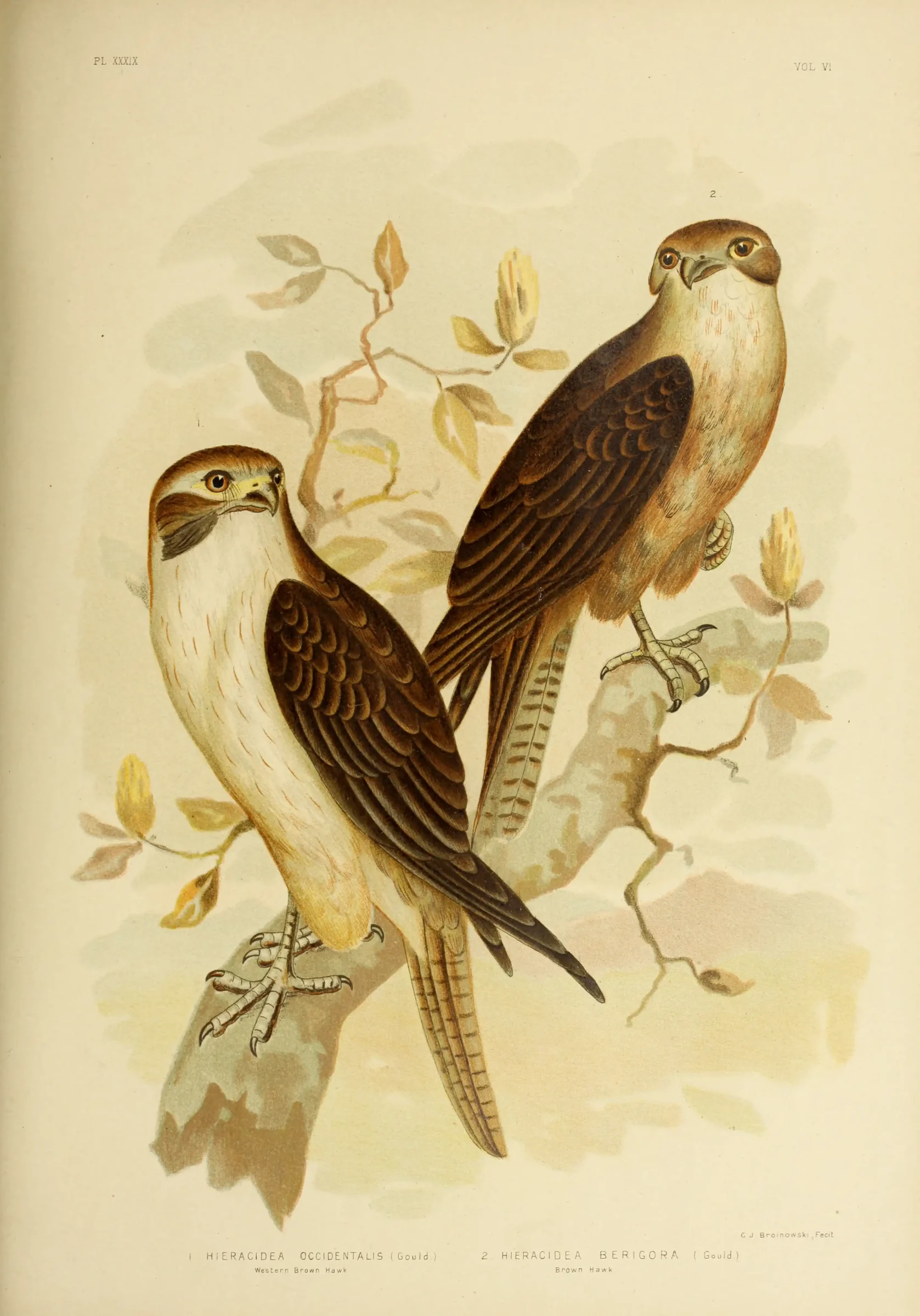 Historical bird plate: Brown Falcon