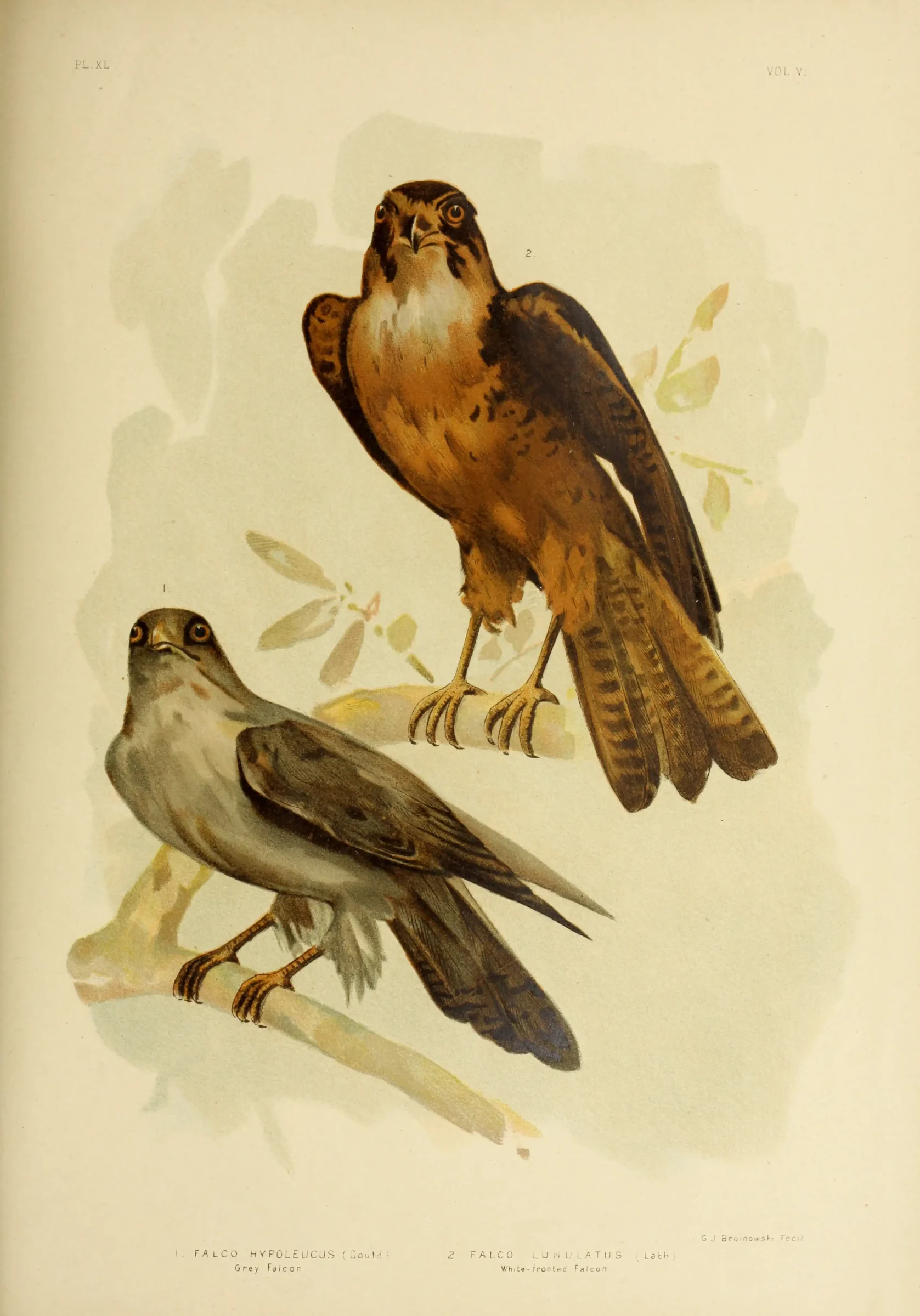 Historical bird plate: Australian Hobby