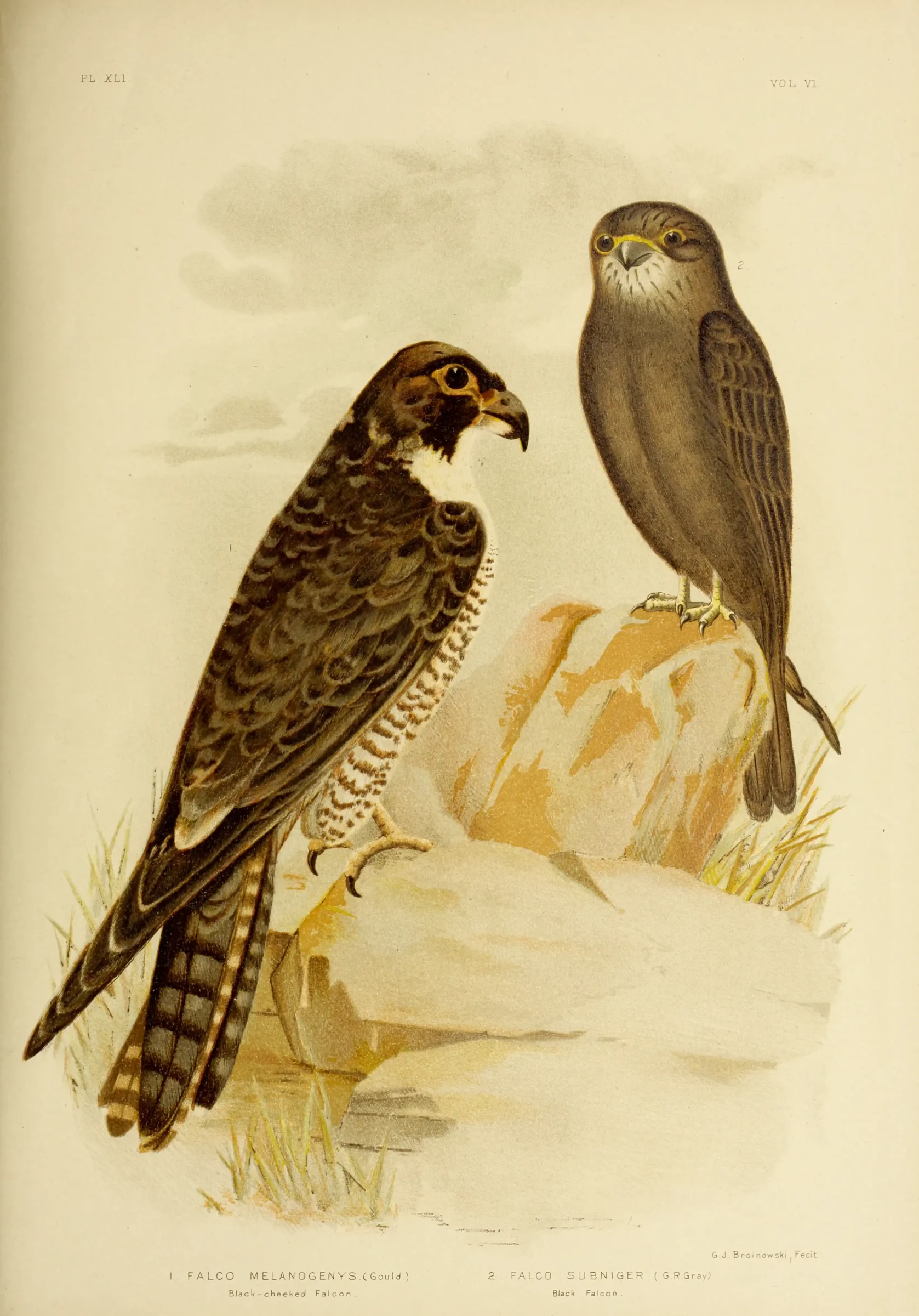 Historical bird plate: Black Falcon