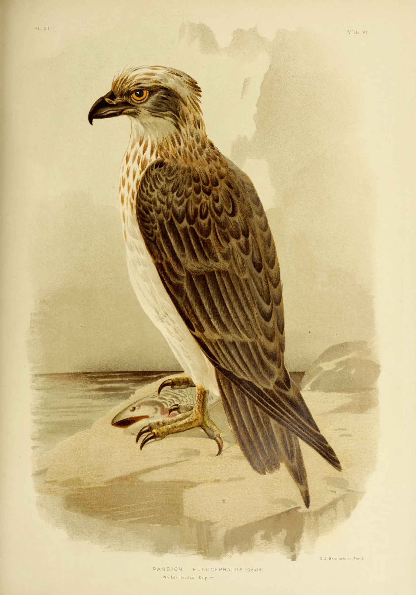 Historical bird plate: Osprey