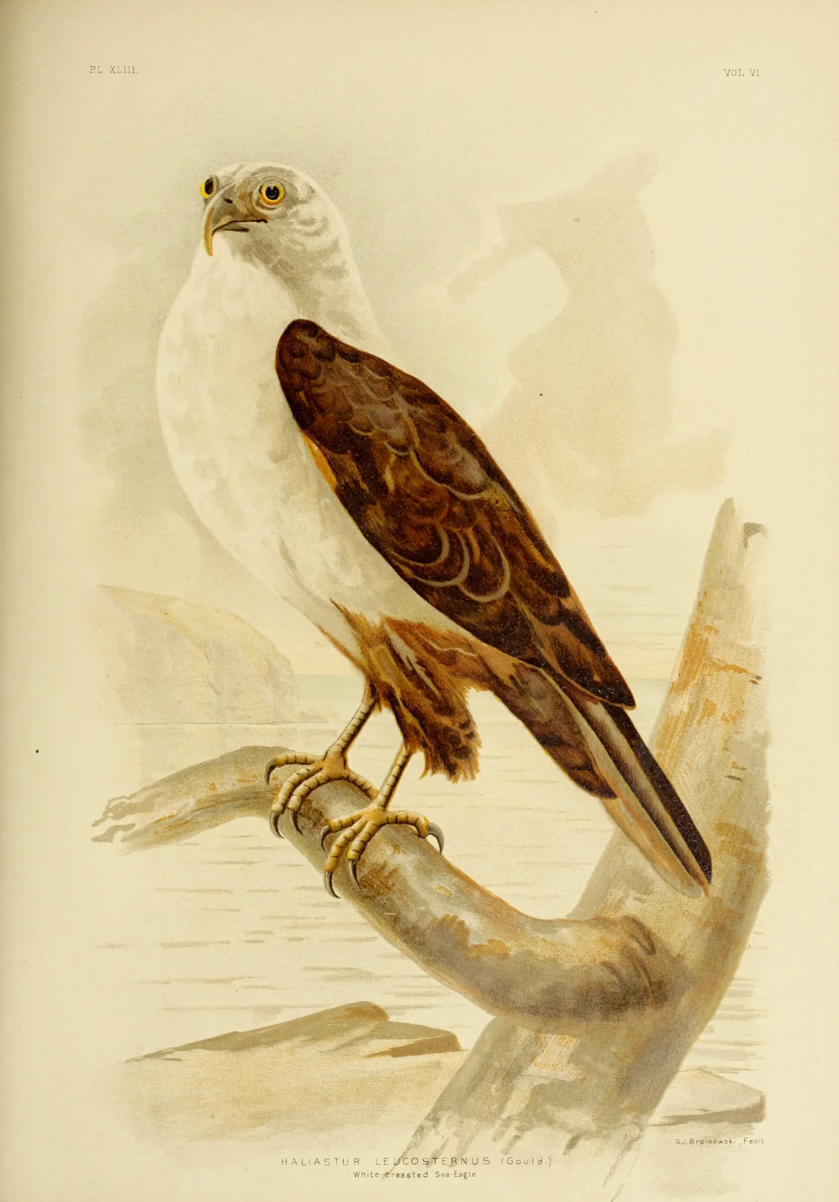 Historical bird plate: White-bellied Sea Eagle