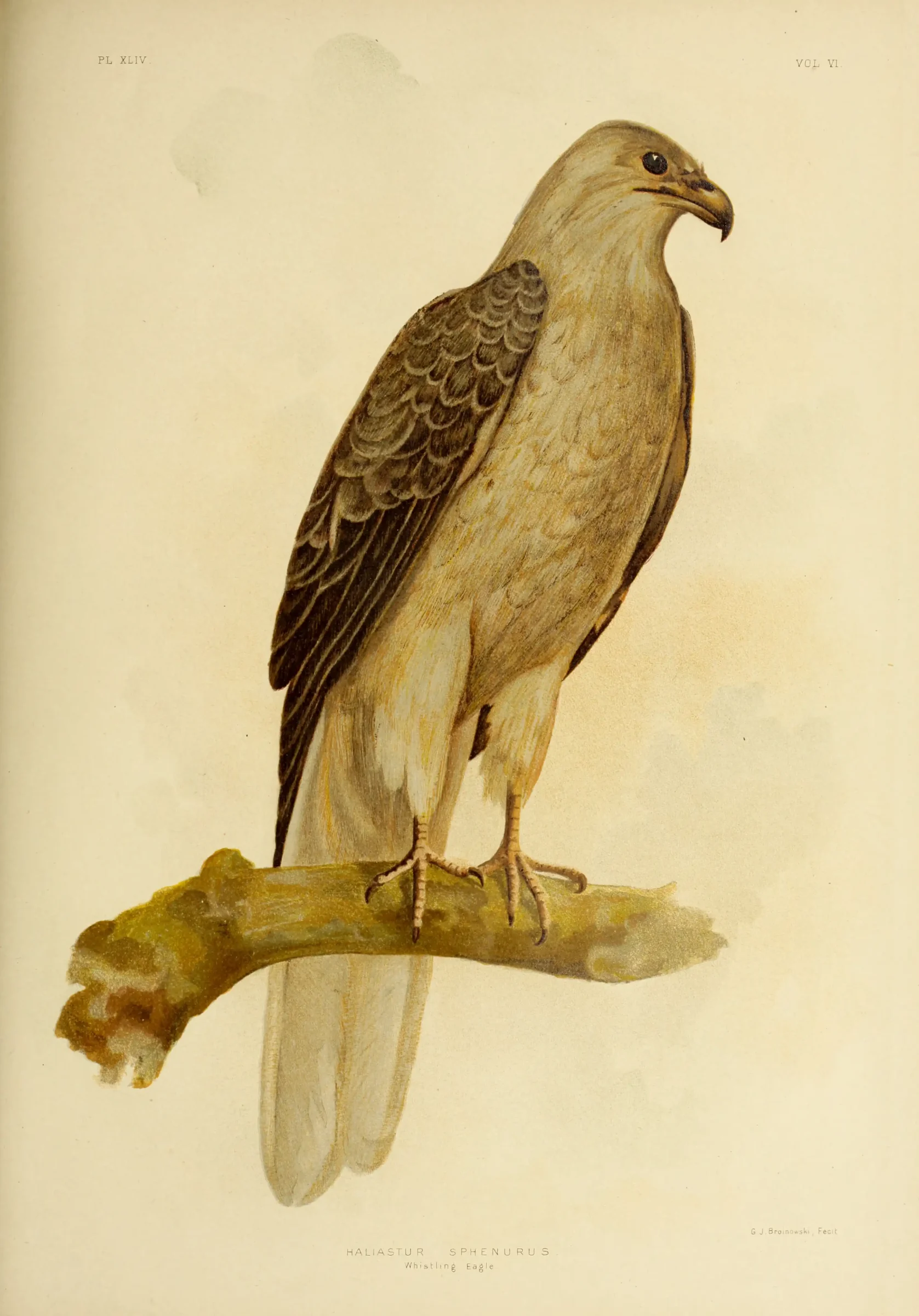 Historical bird plate: Whistling Kite