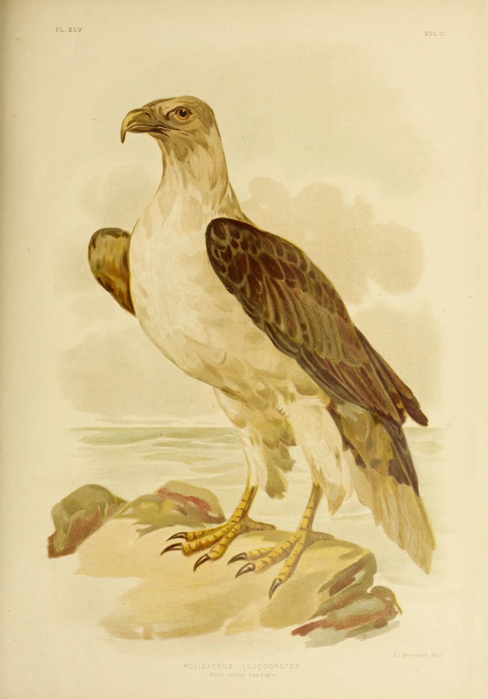Historical bird plate: White-bellied Sea Eagle