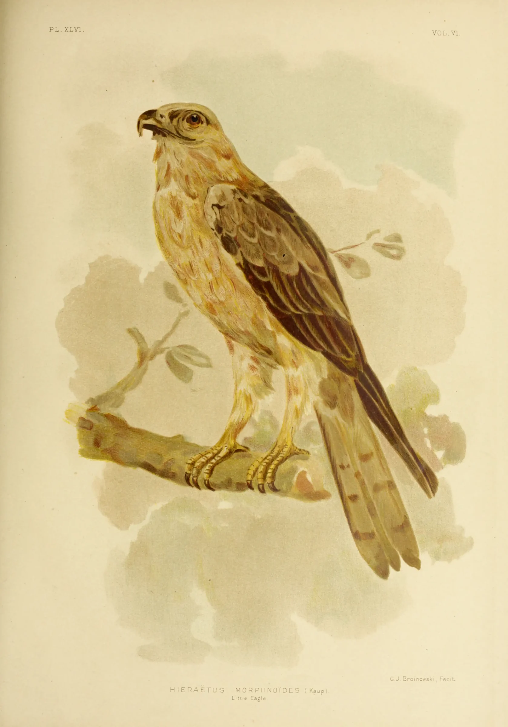 Historical bird plate: Little Eagle