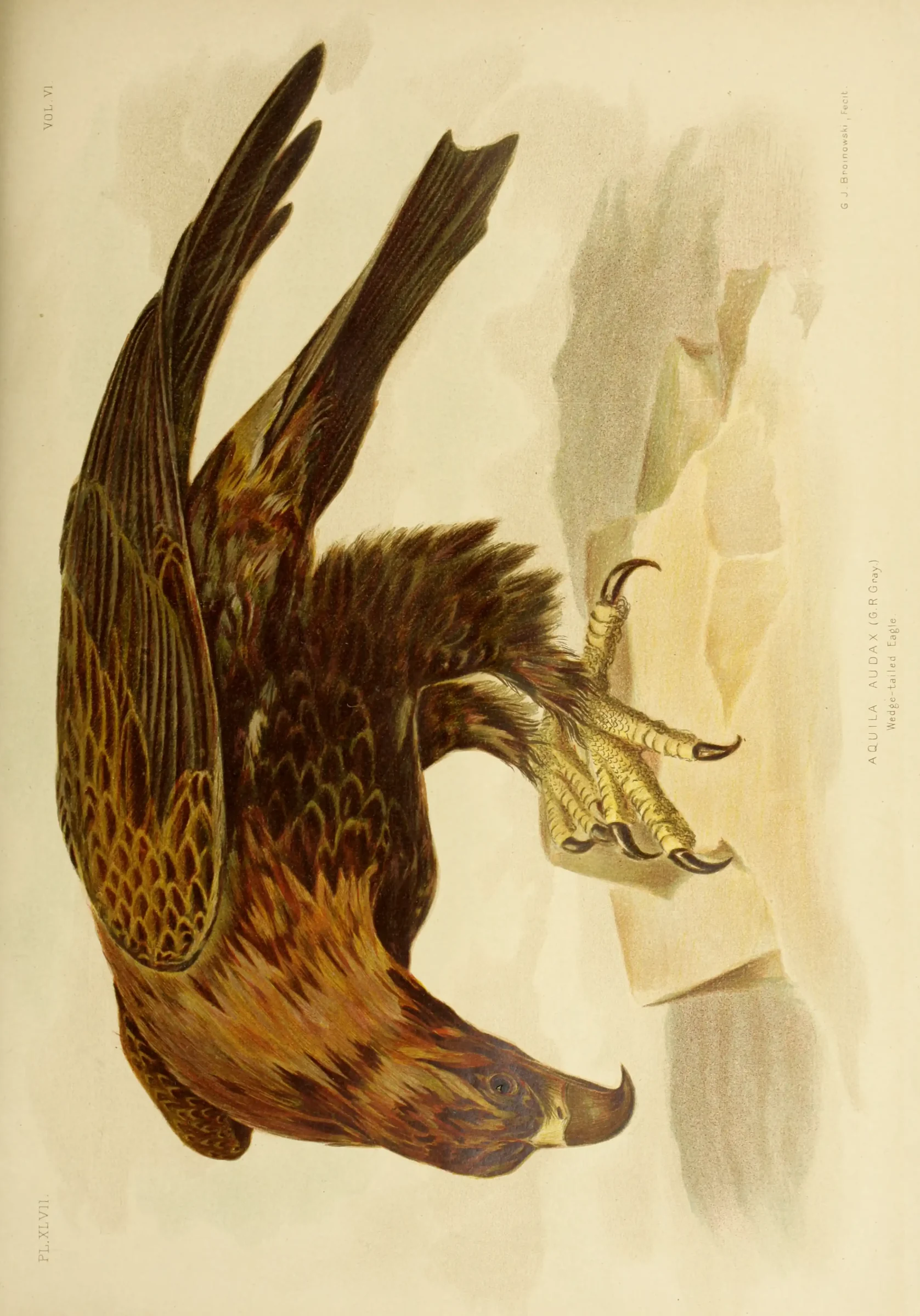 Historical bird plate: Wedge-tailed Eagle