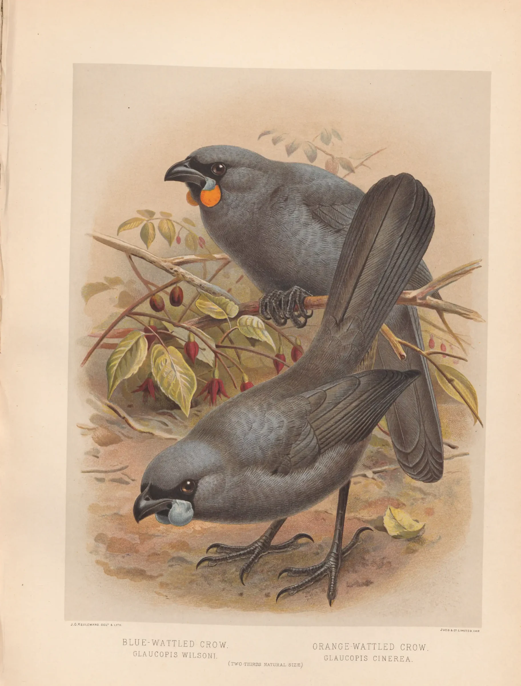 Historical bird plate: North Island Kokako