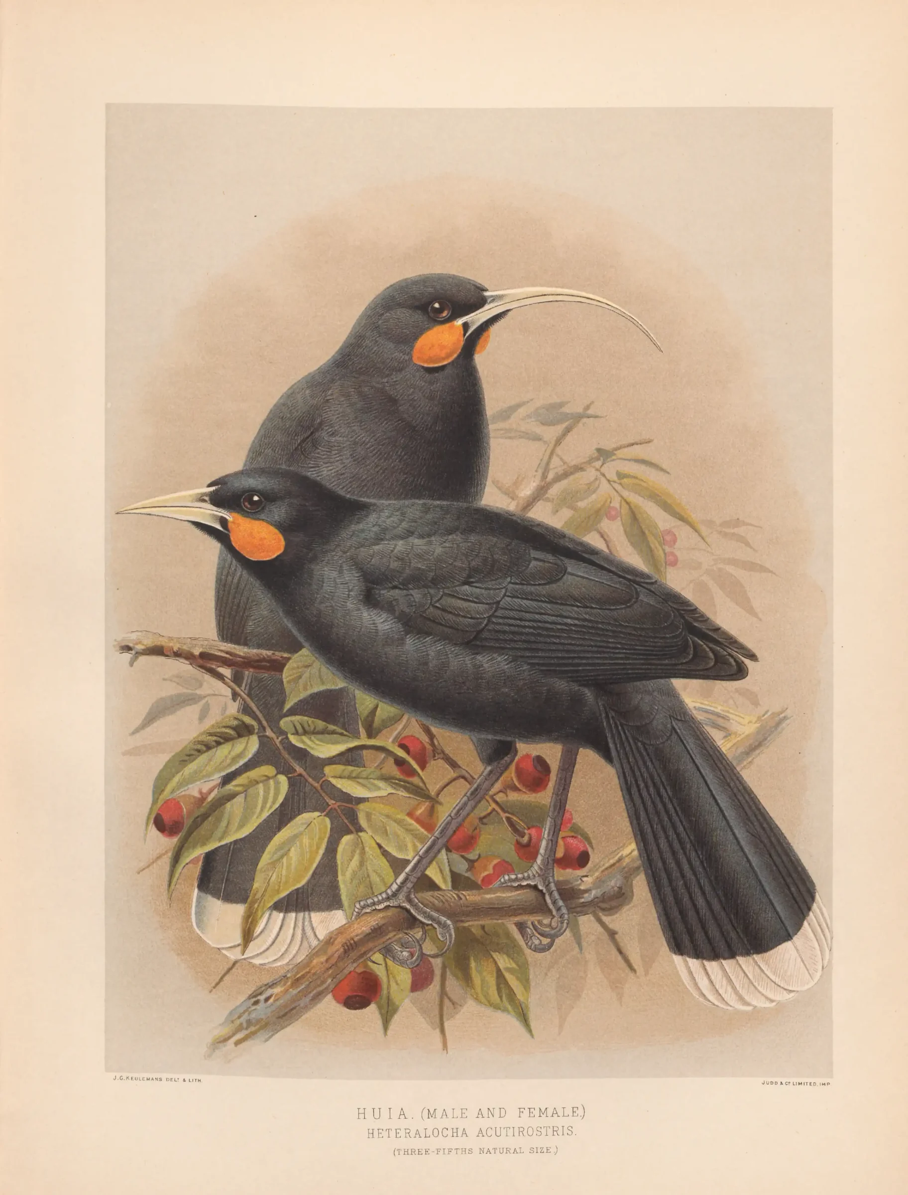 Historical bird plate: Huia