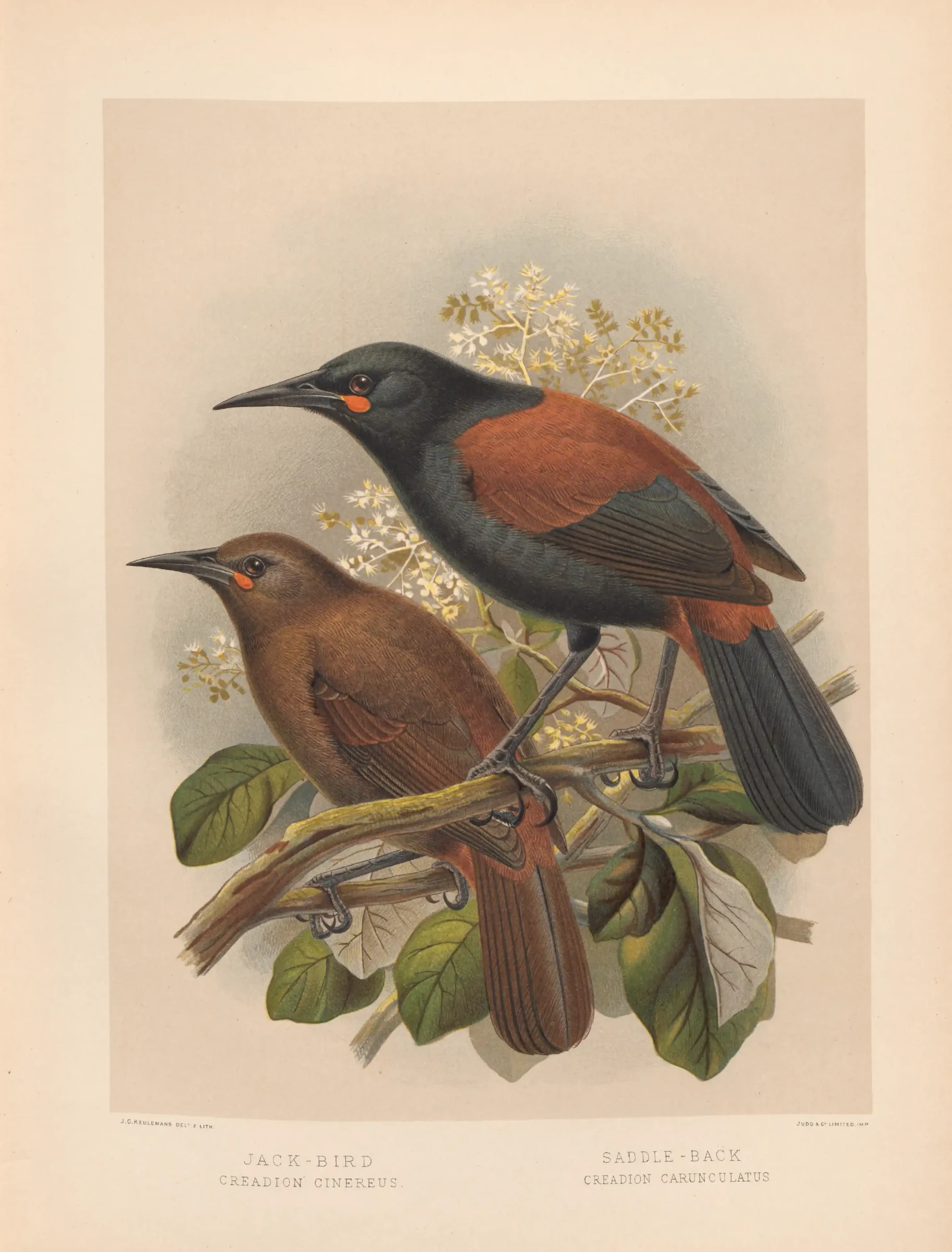 Historical bird plate: North Island Saddleback