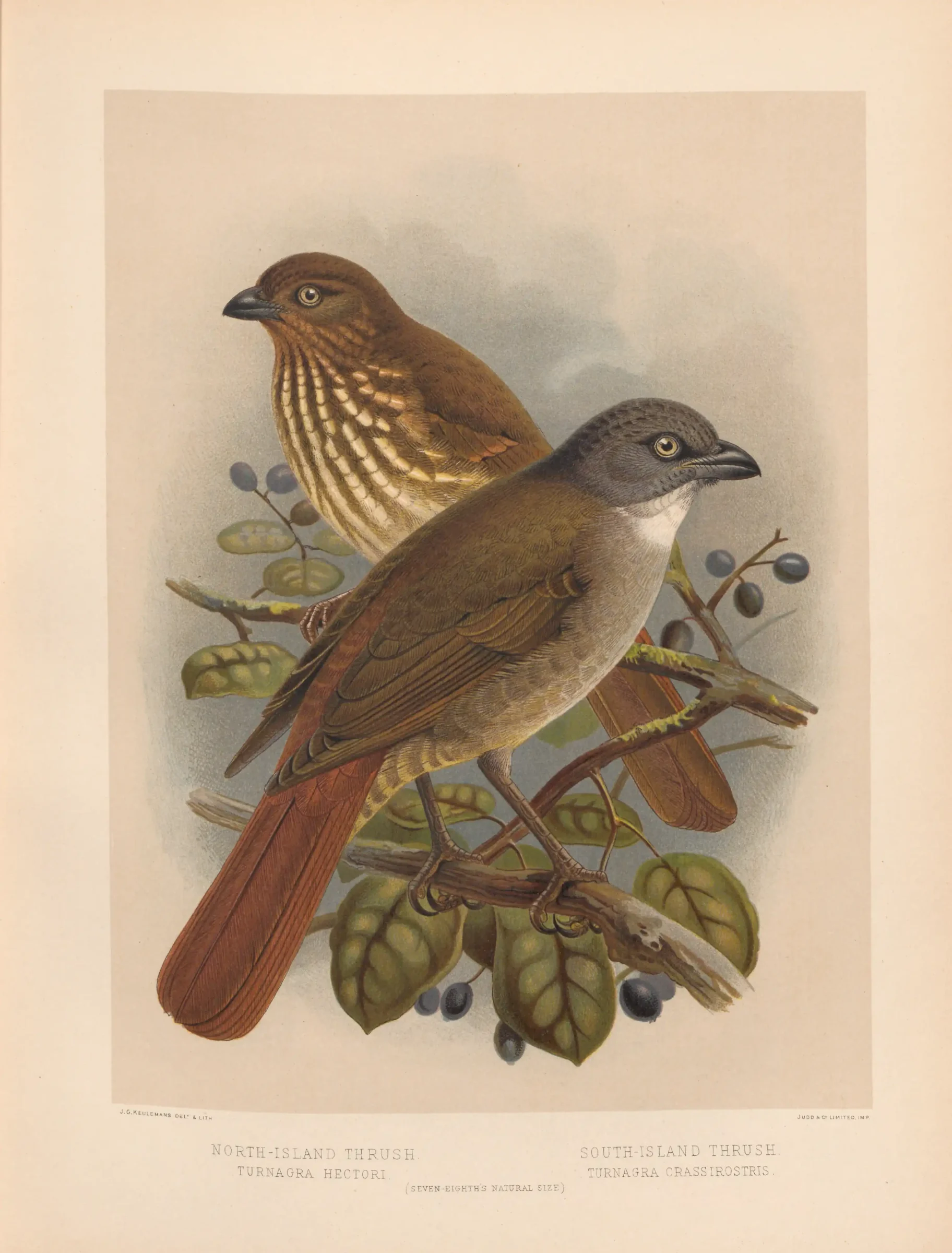 Historical bird plate: North Island Piopio